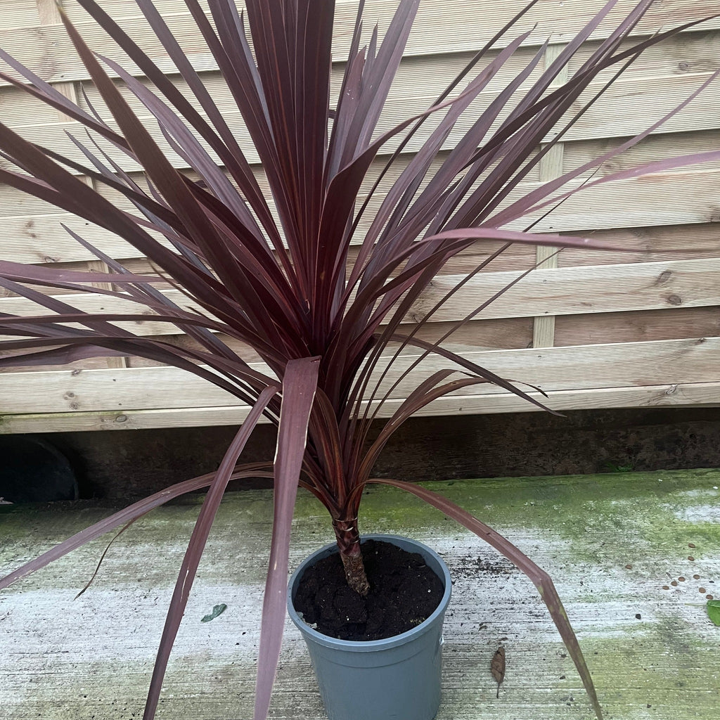 Cordyline australis Red Star 1M SOLD AS SEEN