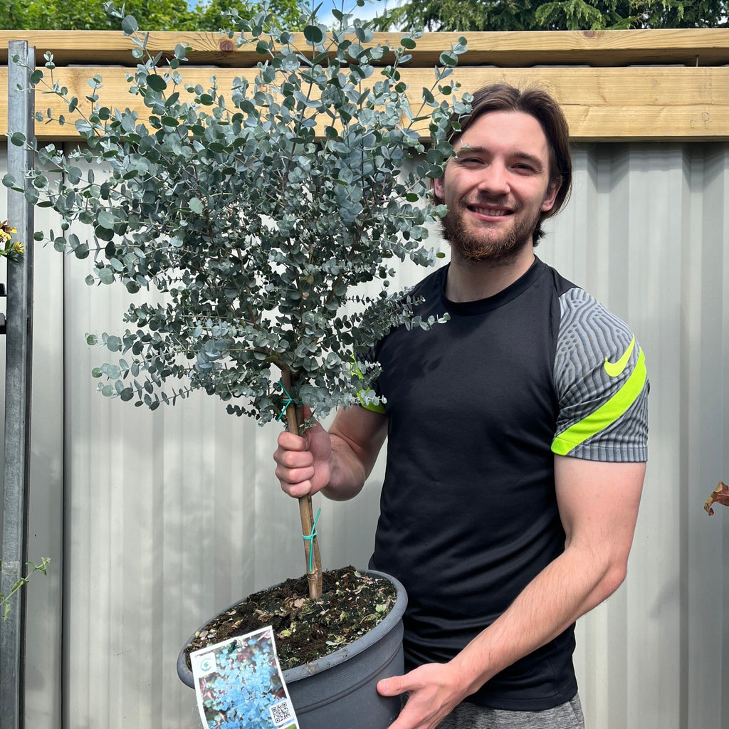 Extra Large Eucalyptus Tree | Hardy Potted Patio Tree | Eucalyptus Gunnii Azura | 1m