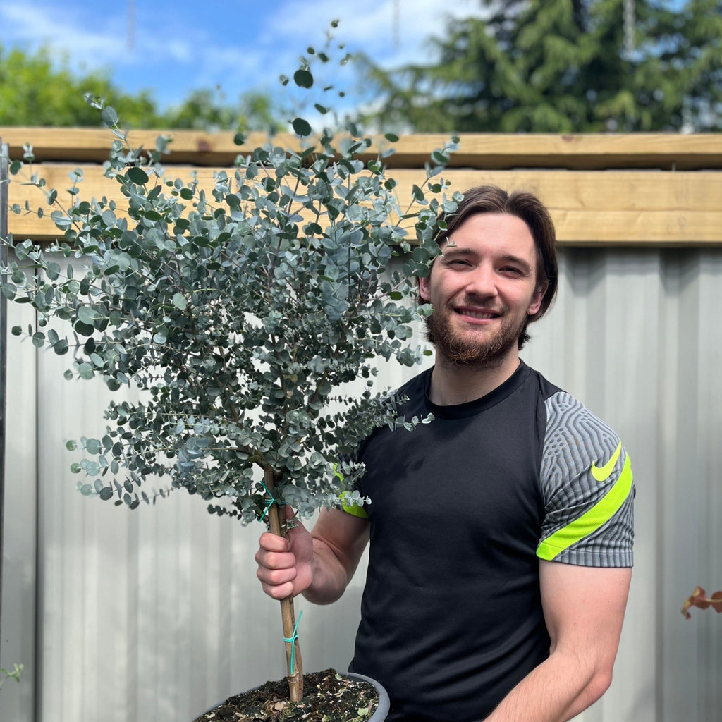 Extra Large Eucalyptus Tree | Hardy Potted Patio Tree | Eucalyptus Gunnii Azura | 1m