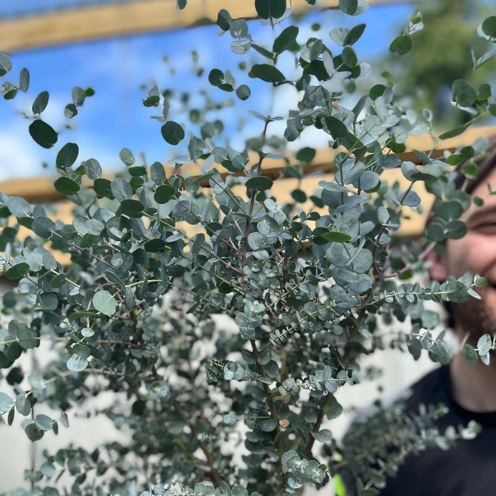 Extra Large Eucalyptus Tree | Hardy Potted Patio Tree | Eucalyptus Gunnii Azura | 1m