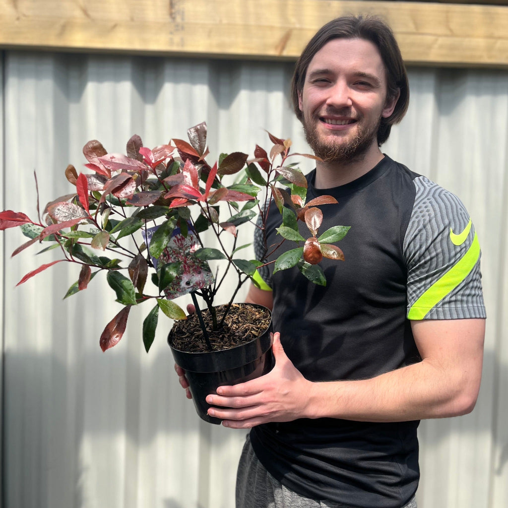 Photinia 'Carre Rouge' 9cm/2L