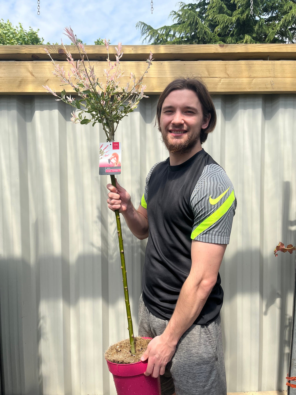 Salix intergra 'Hakuro - Nishiki'  Flamingo Dwarf Willow Tree (multiple sizes available)