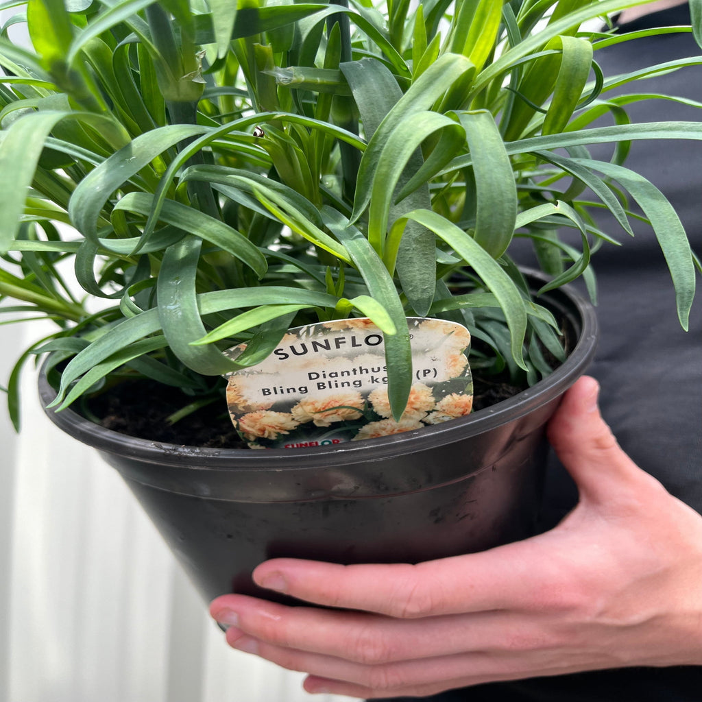 Dianthus "Sunflor Bling Bling Yellow" 3L