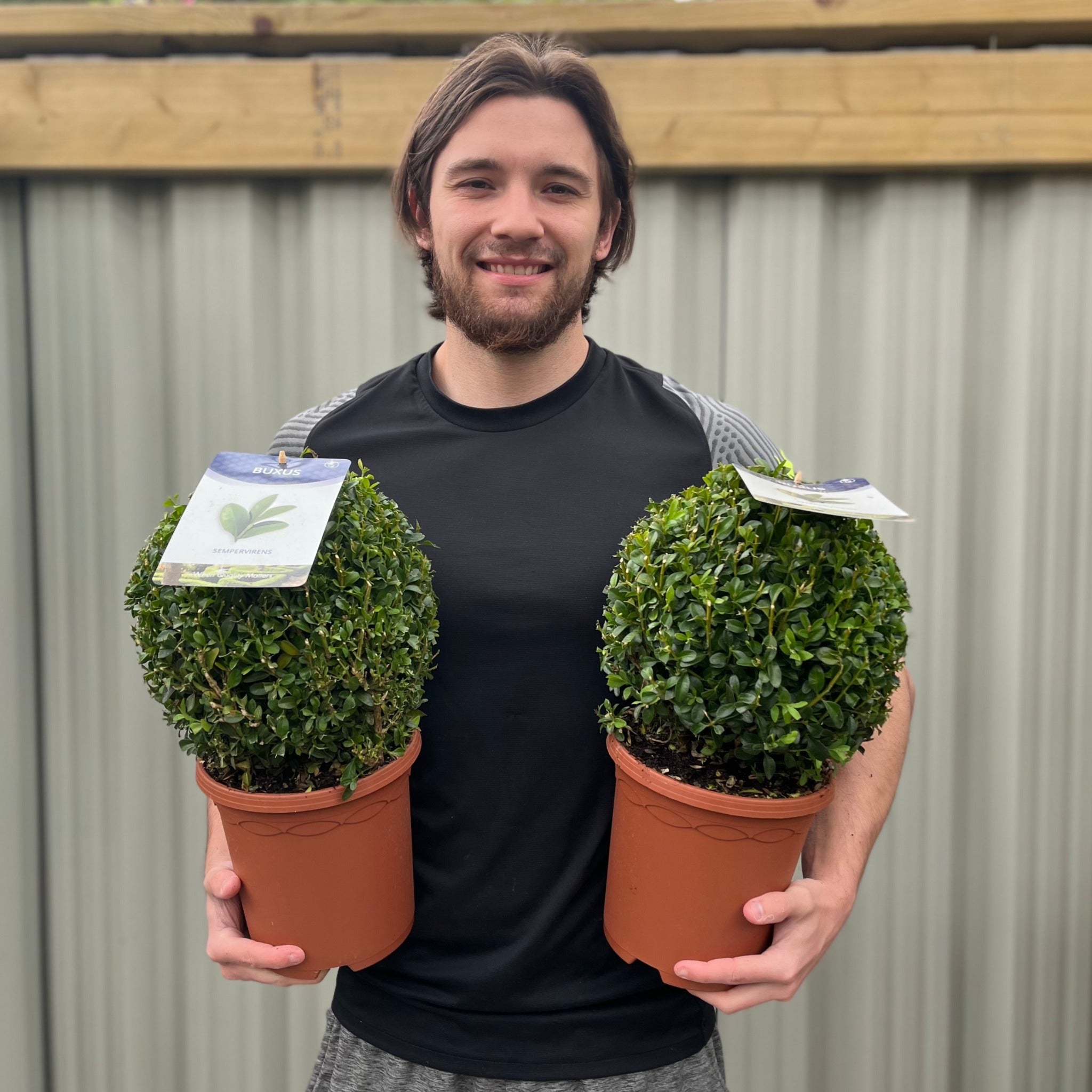 Buxus/Topiary Ball (Buxus sempervirens)