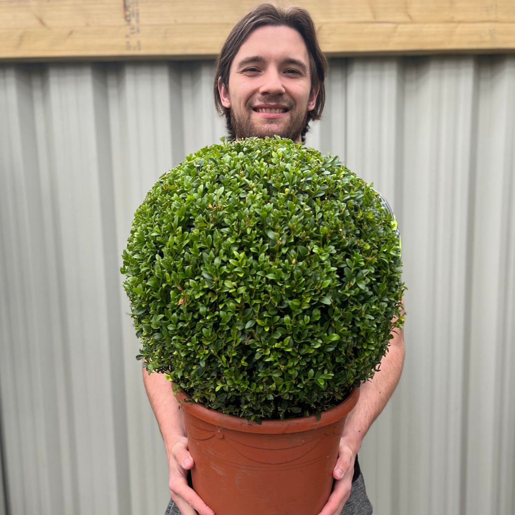 Buxus/Topiary Ball (Buxus sempervirens)
