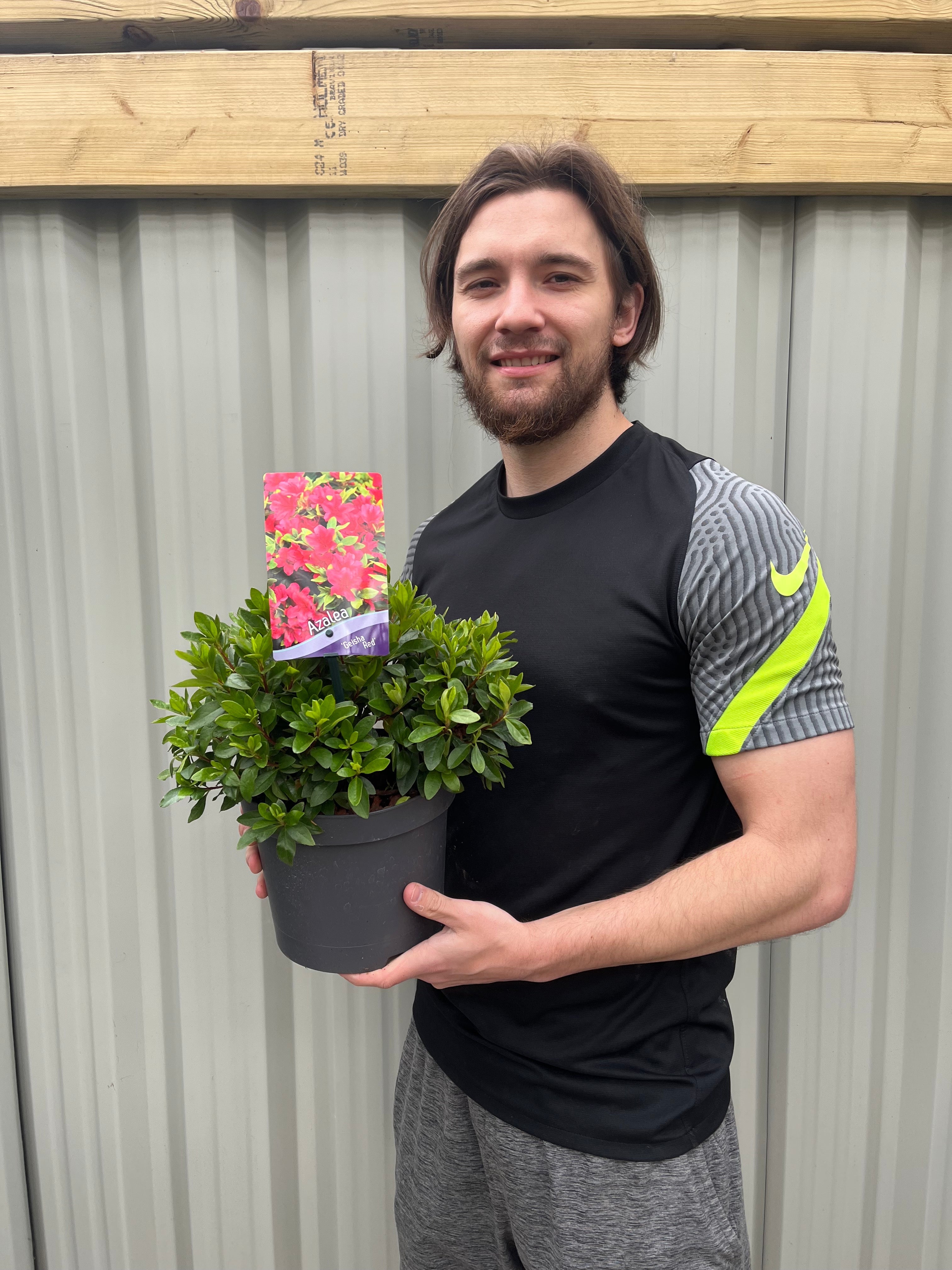 Azalea 'Geisha Red' 1/2L