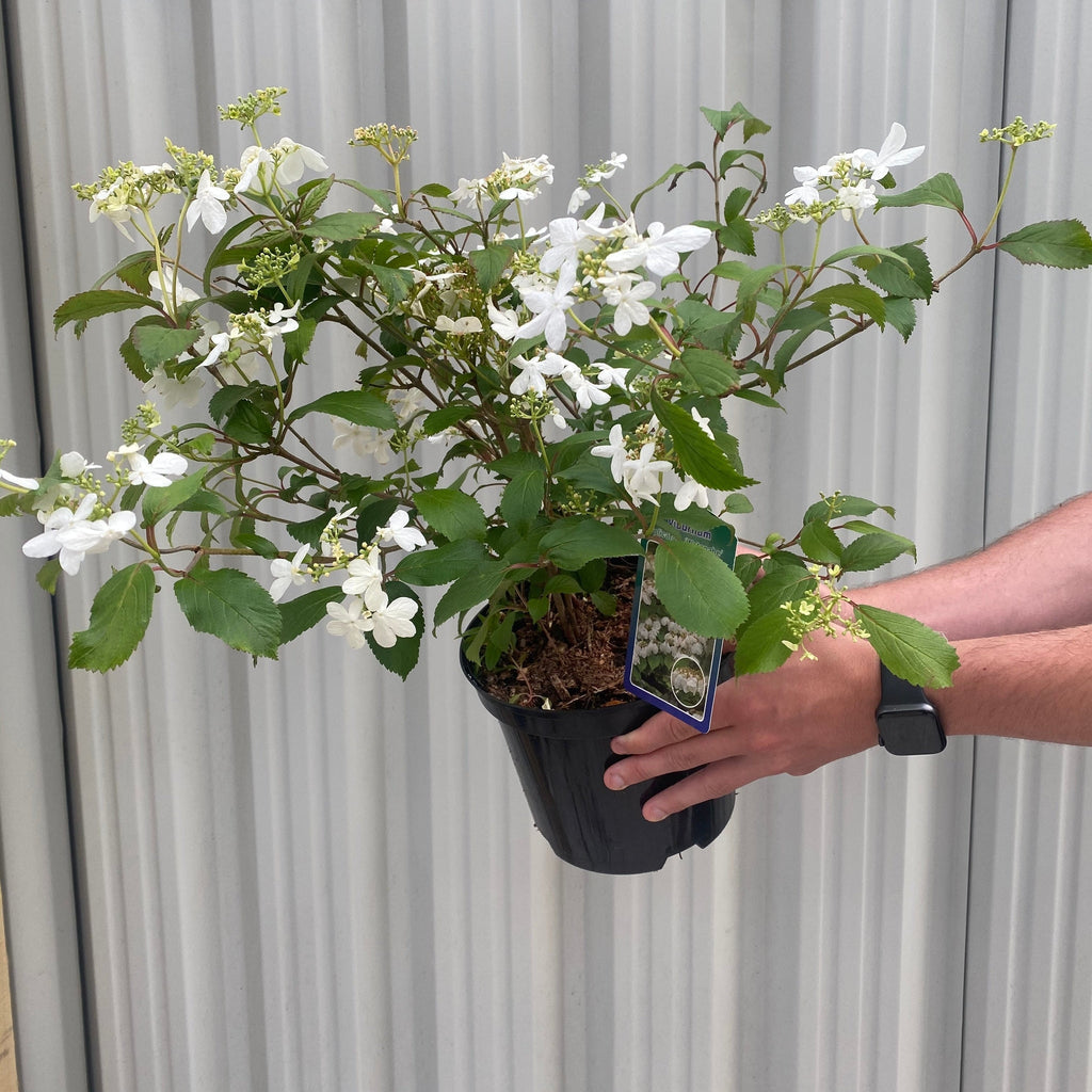 Viburnum pilcatum 'Watanabe' - Japanese Snow Bush 3L
