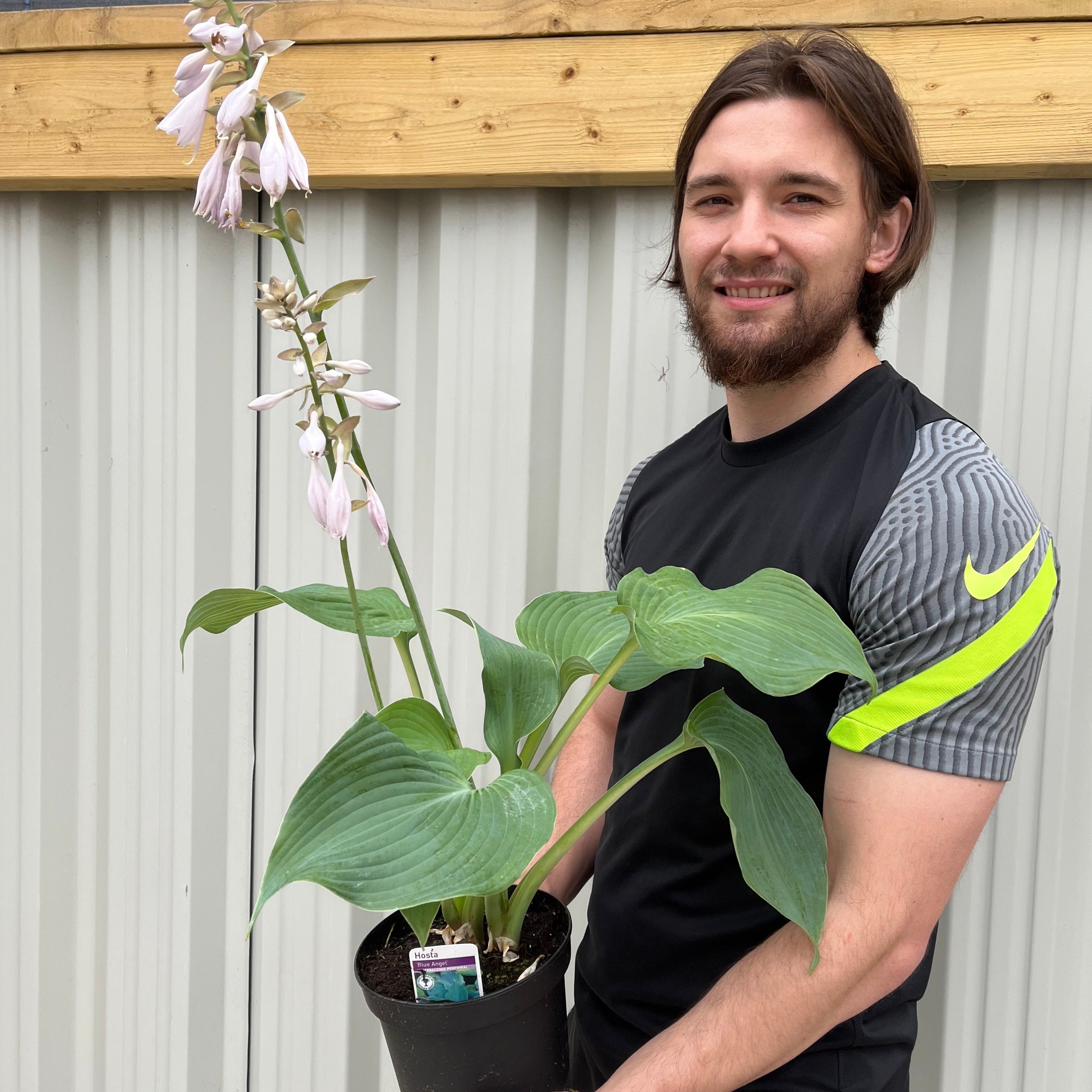 Hosta 'Blue Angel' 9cm/2L
