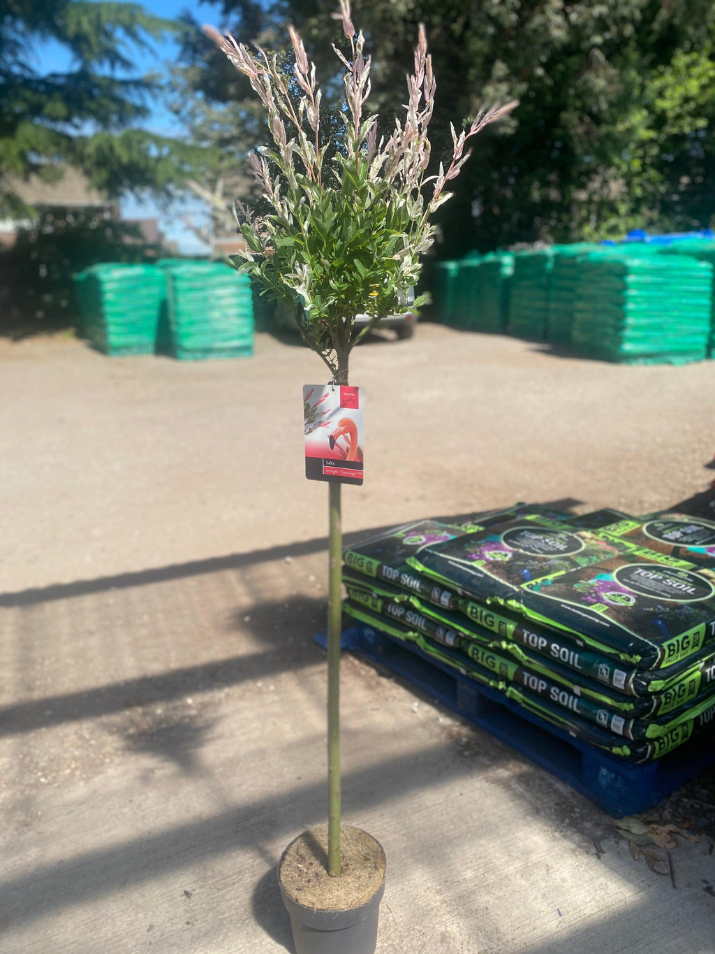 Salix intergra 'Hakuro - Nishiki' - Flamingo Dwarf Willow Tree 120cm