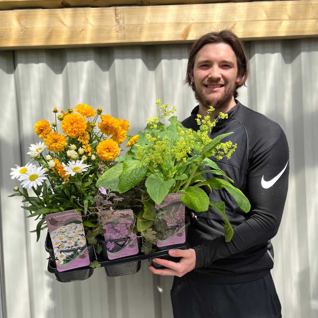 Our Selection of 3 x 2L Perennial Plants