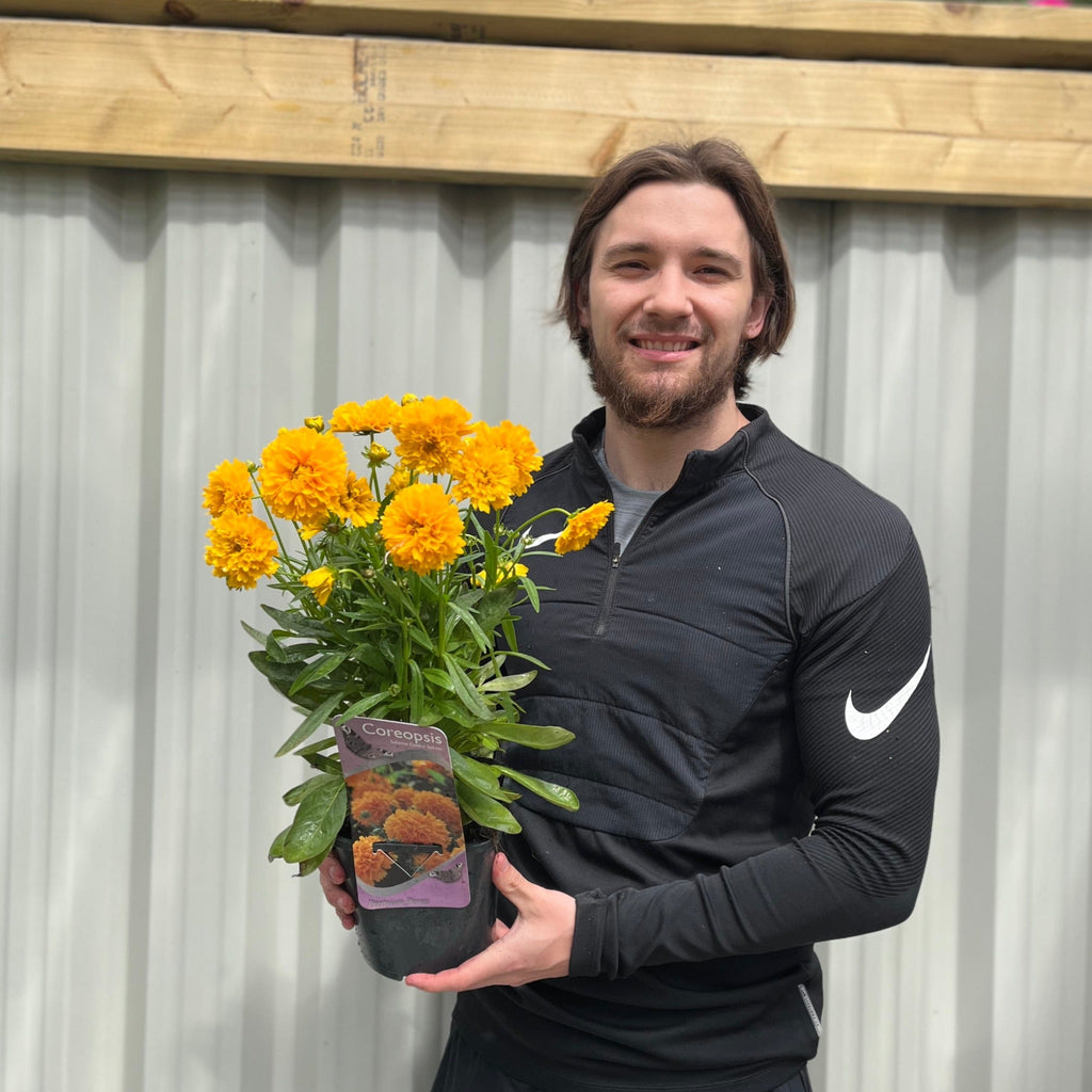 Our Selection of 3 x 2L Perennial Plants