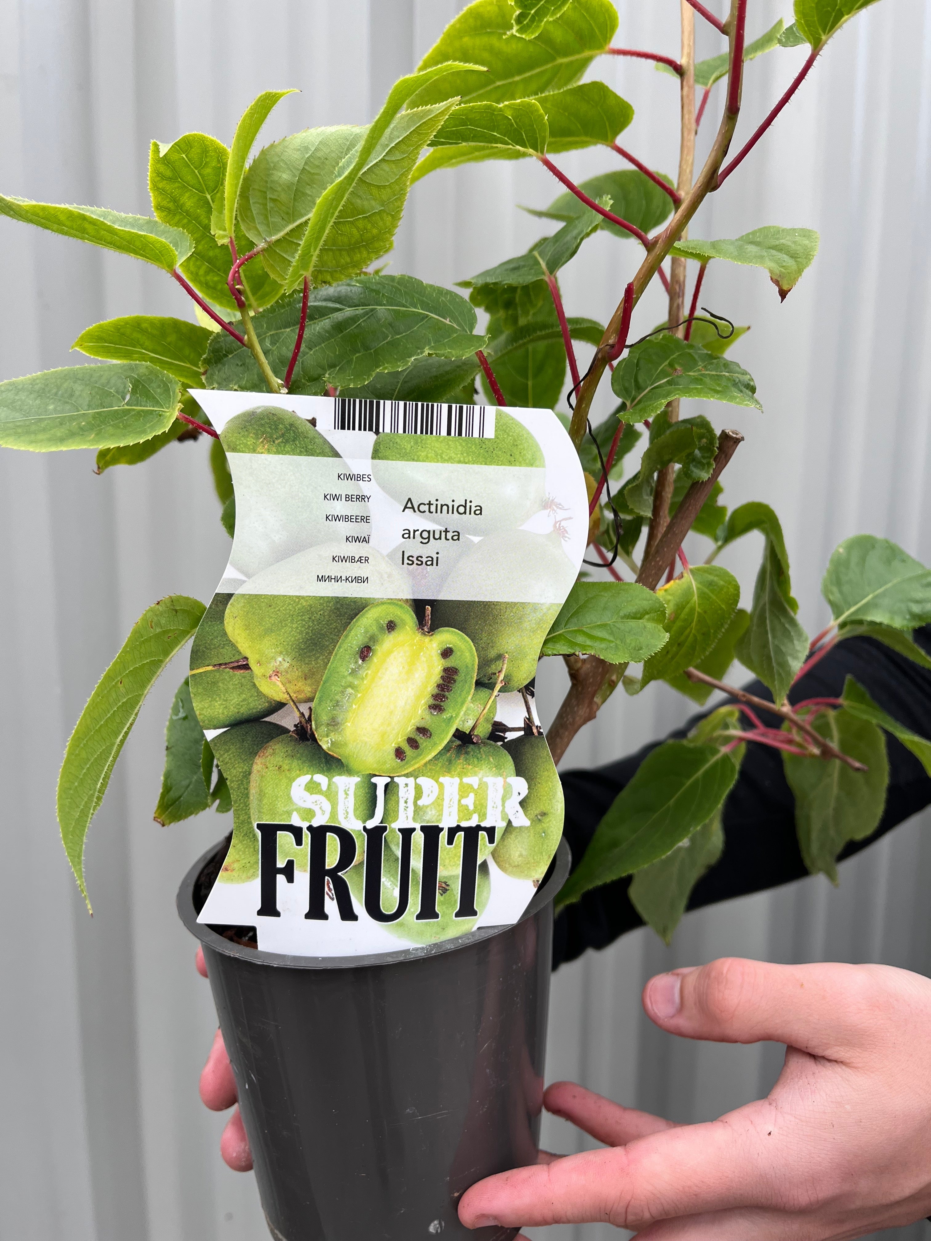 Actinidea 'Issai' Kiwi 1.5L