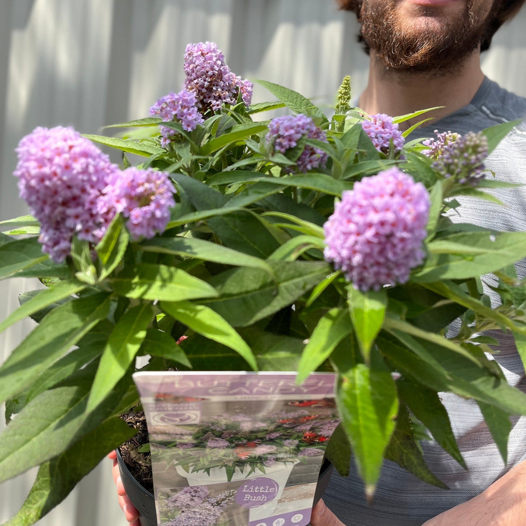 Buddleja 'Butterfly Candy Little Lila' 9cm/1L/3L