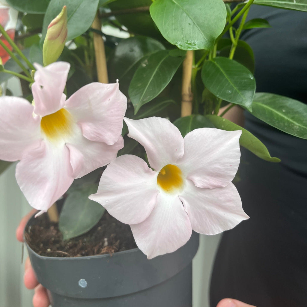 Mandevilla Sanderi Surprise Colour