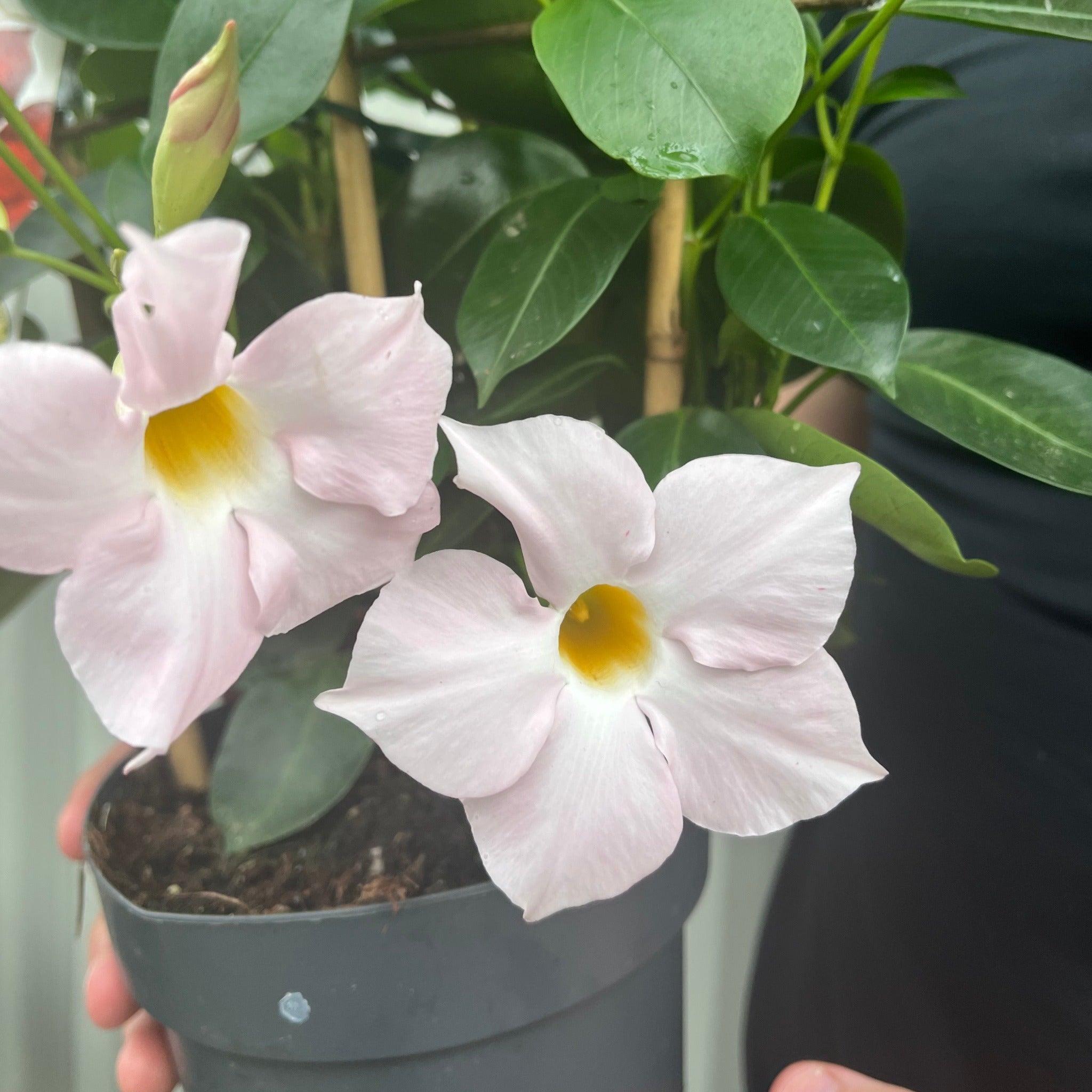 Mandevilla Sanderi Surprise Colour