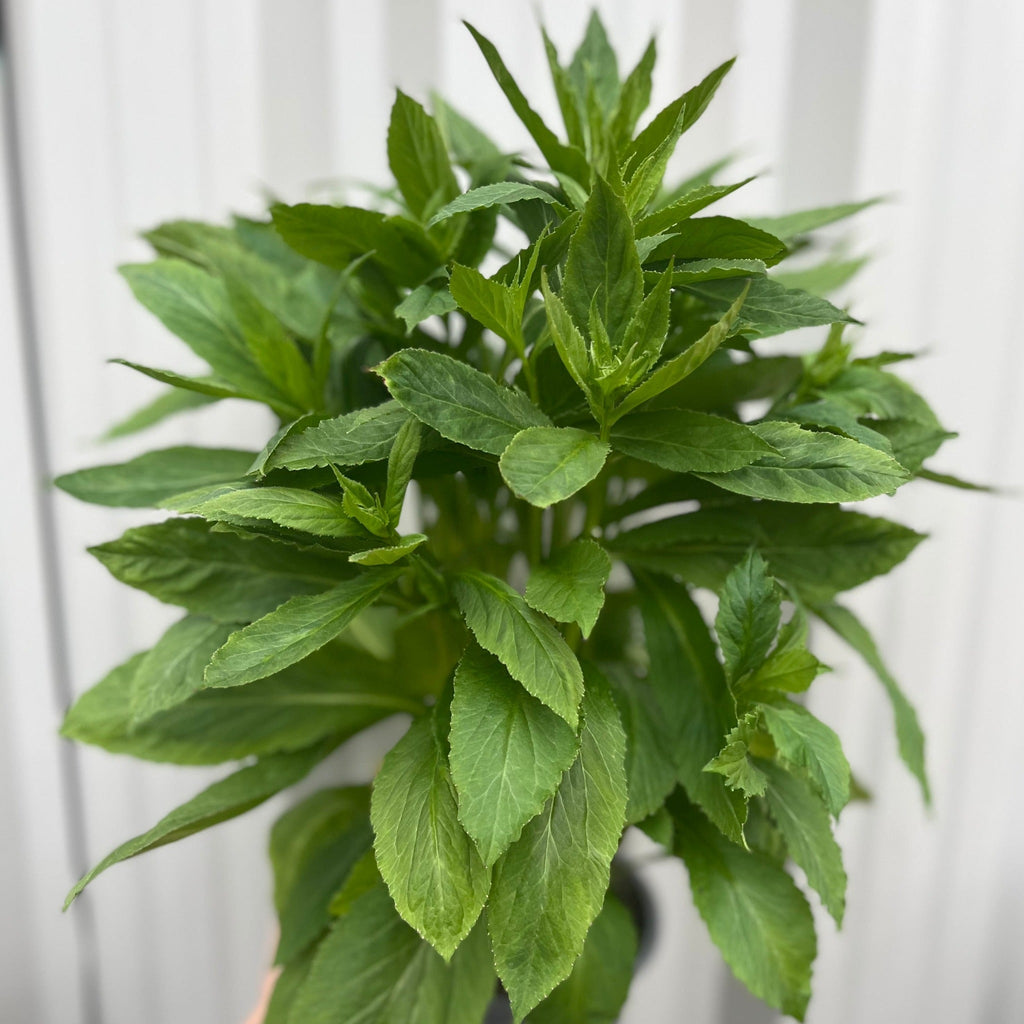 Lobelia × speciosa 'Fan Blue' 1.5L