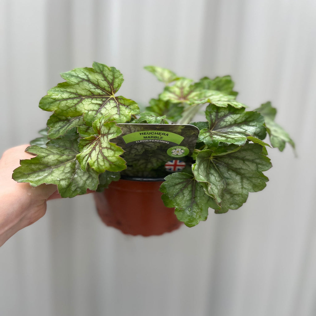 Heuchera 'American Marble' 9cm