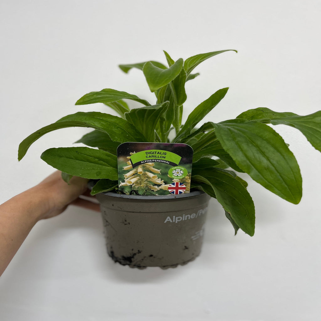 Digitalis grandiflora 'Carillon' Dwarf Foxglove 9cm