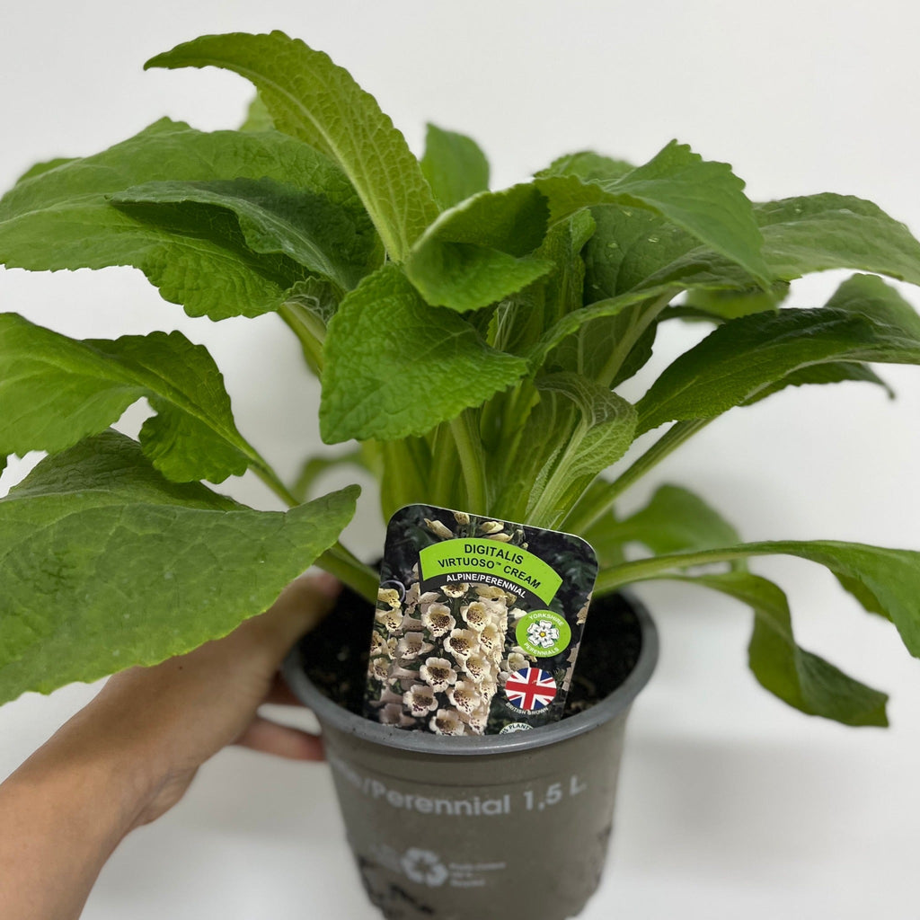 Digitalis purpurea Cream | (Foxglove) 1.5L