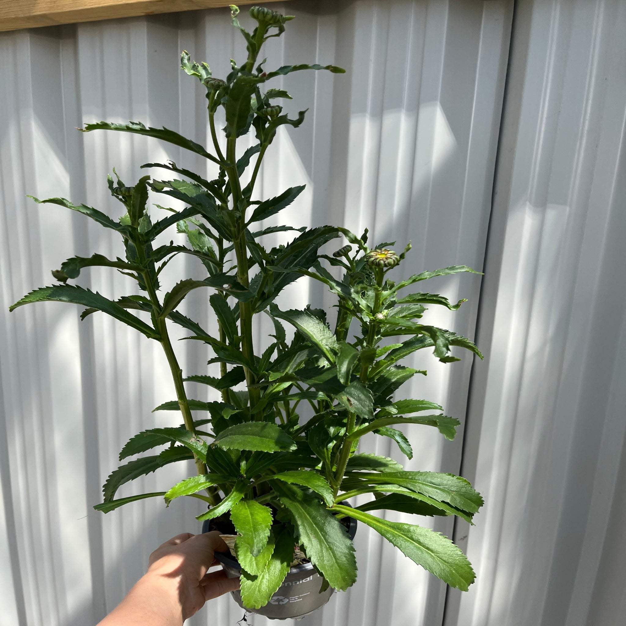 Leucanthemum 'Banana Cream' 9cm