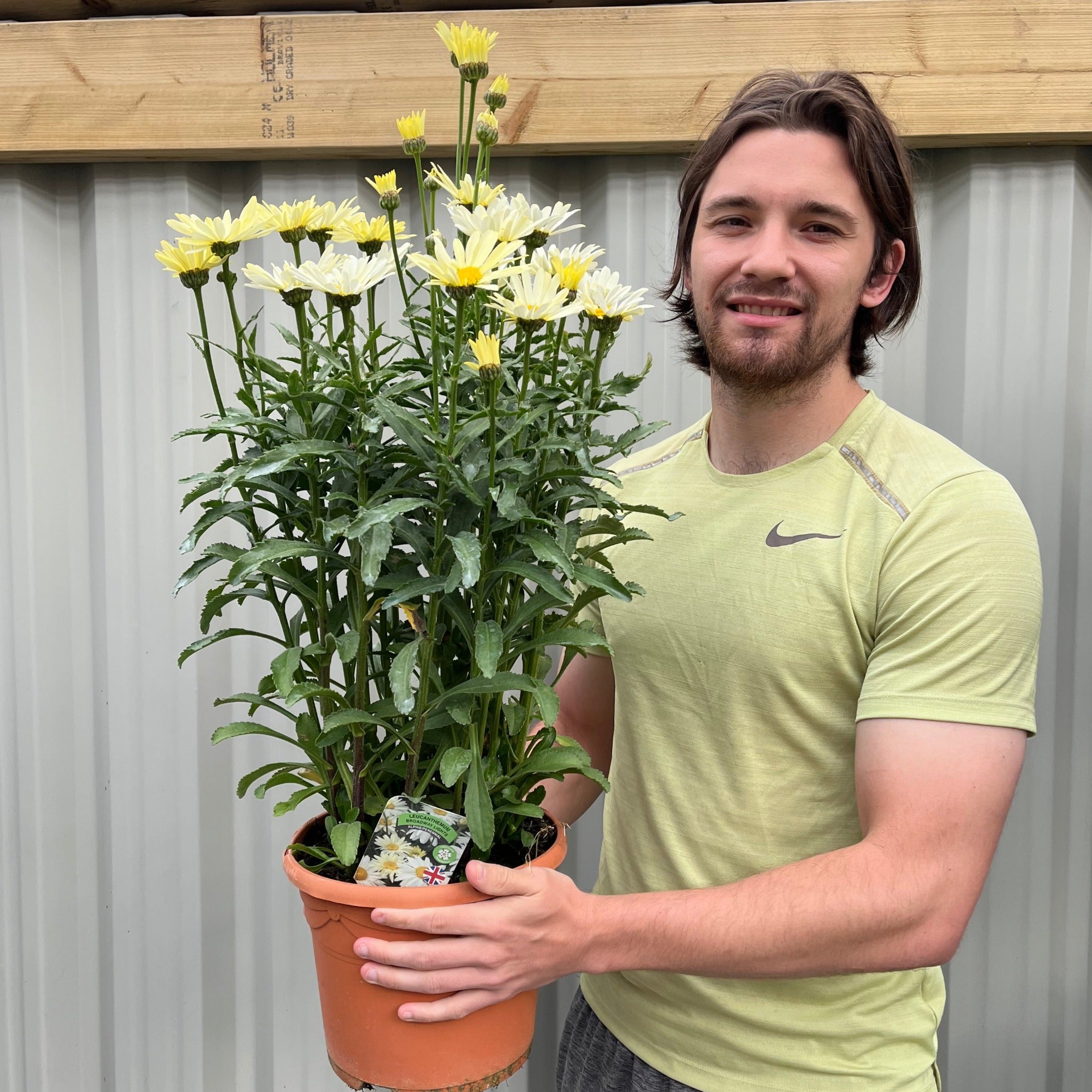 Leucanthemum Broadway Lights 1.5L / 2L