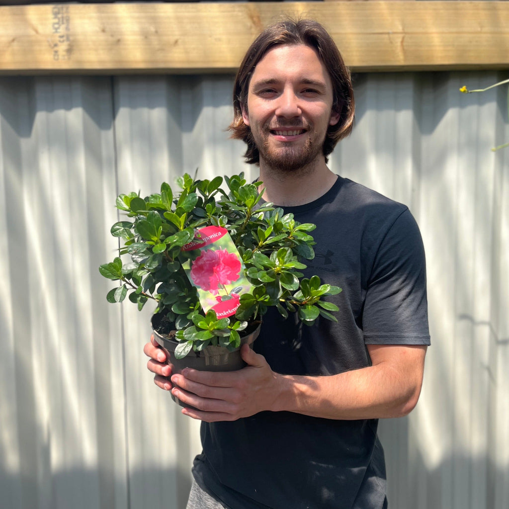 Azalea 'Moederkensdag' 1.5L