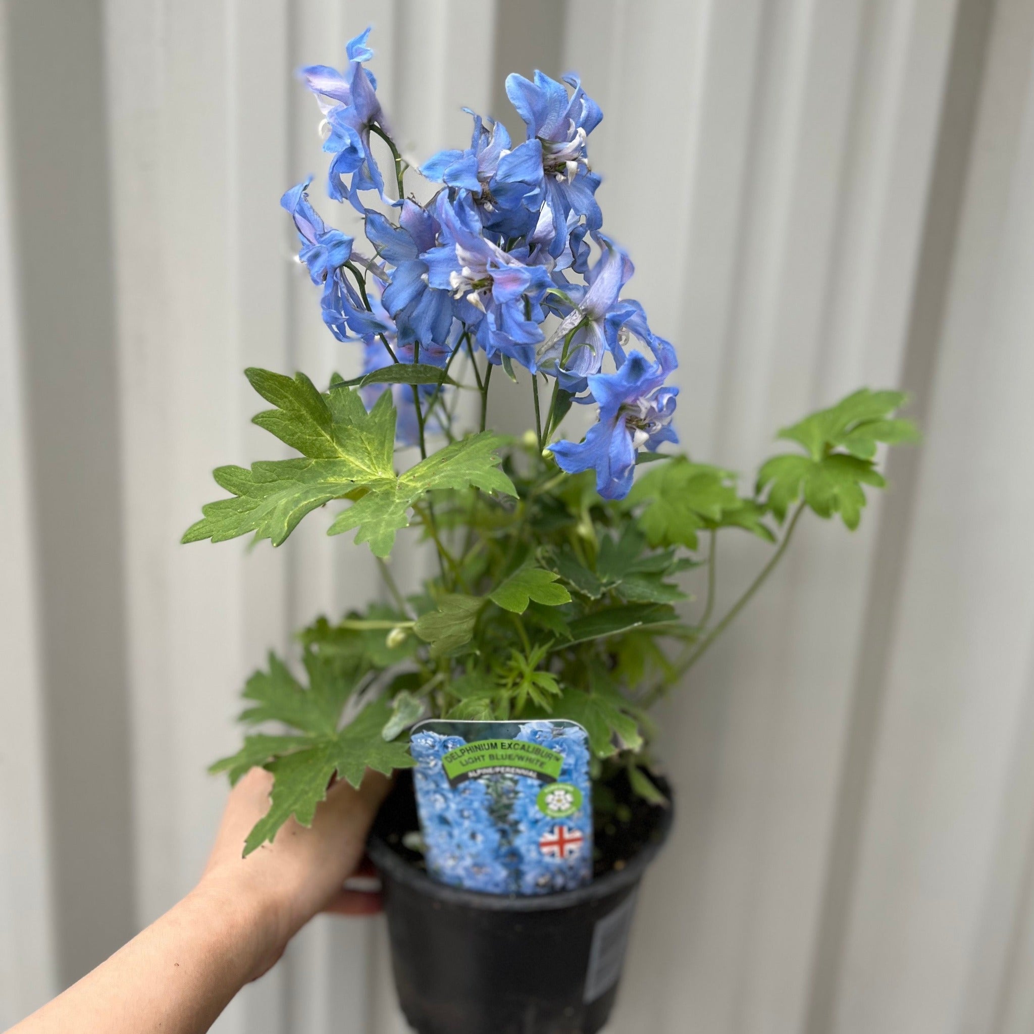 Delphinium Excalibur Light Blue/White 9cm/ 1.5L