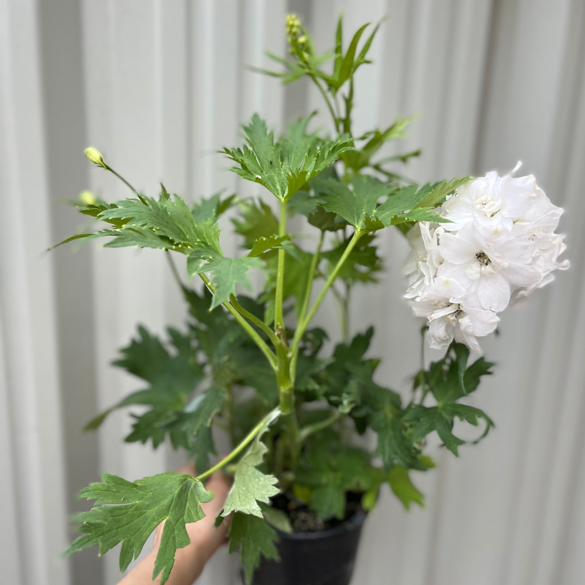 Delphinium Excalibur White 9cm/1.5L