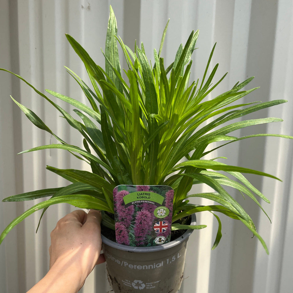 Liatris spicata Kobold 9cm/1.5L/3L