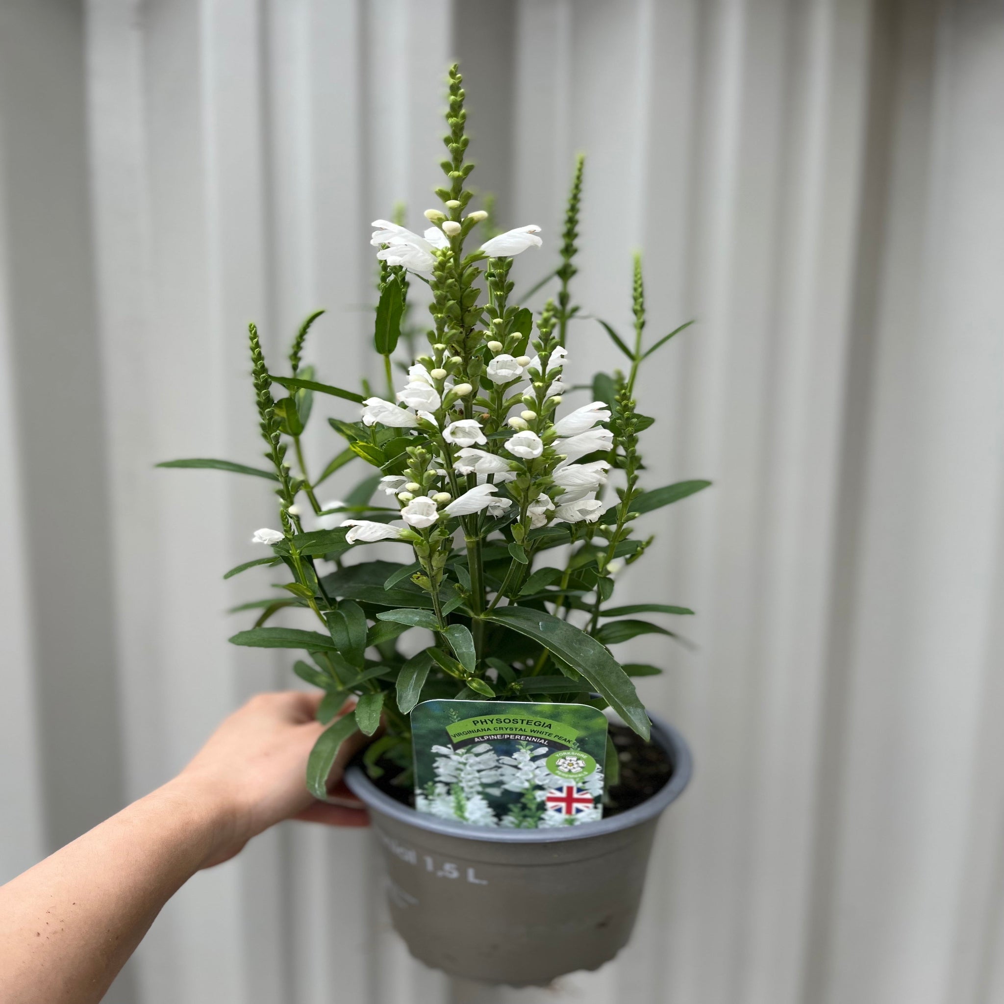 Physostegia Virginia 'Crown of Snow' 9cm