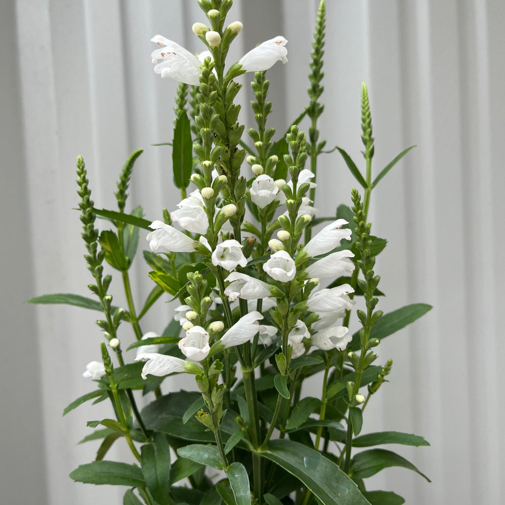 Physostegia Virginia 'Crown of Snow' 9cm
