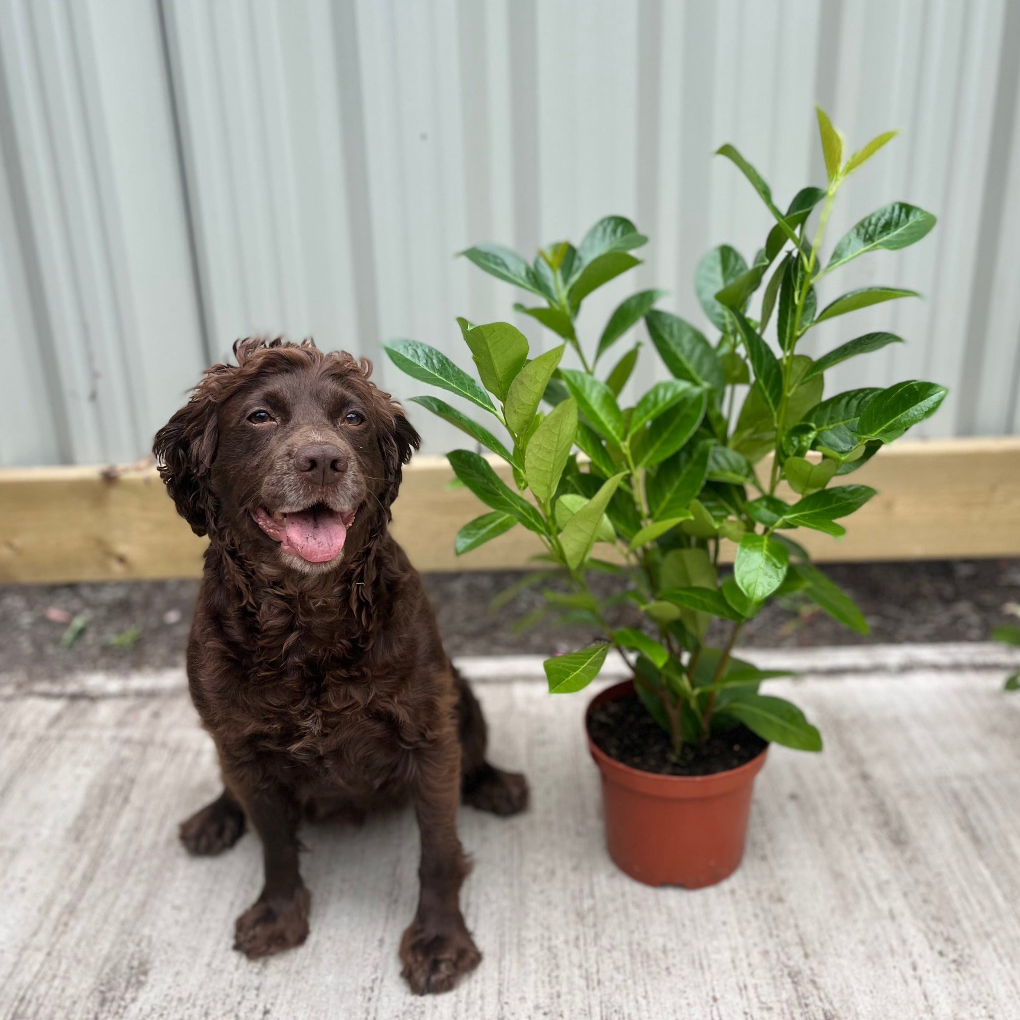 2-3ft (60-90cm) Potted Cherry Laurel Hedge Plants (Multibuy Offers Available)
