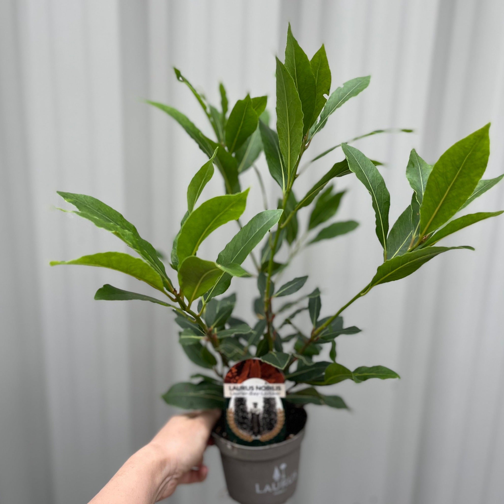 Laurus nobilis (9cm) (20-30cm in height inc pot)