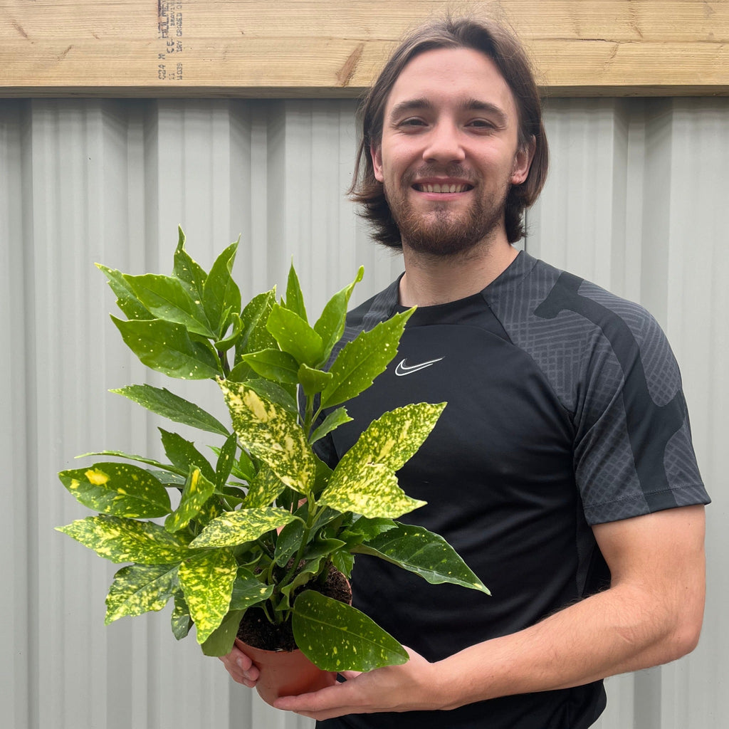 Aucuba japonica (Spotted Laurel) 1.5L (Multibuy Offers Available)