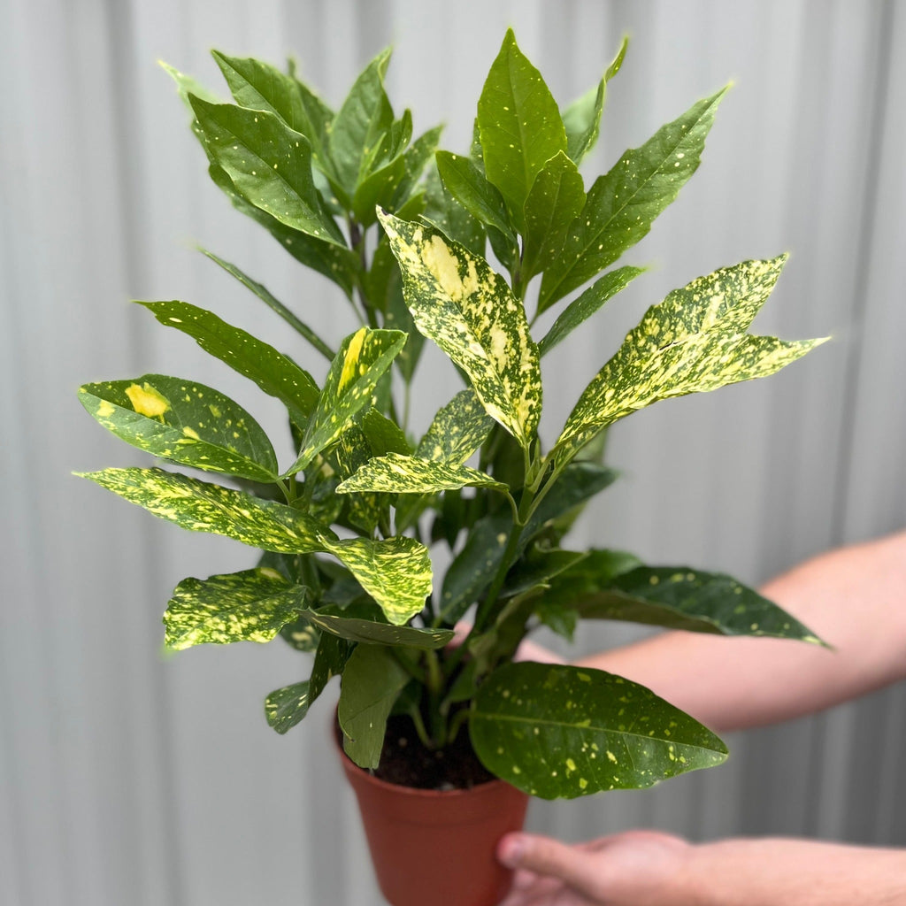 Aucuba japonica (Spotted Laurel) 1.5L (Multibuy Offers Available)