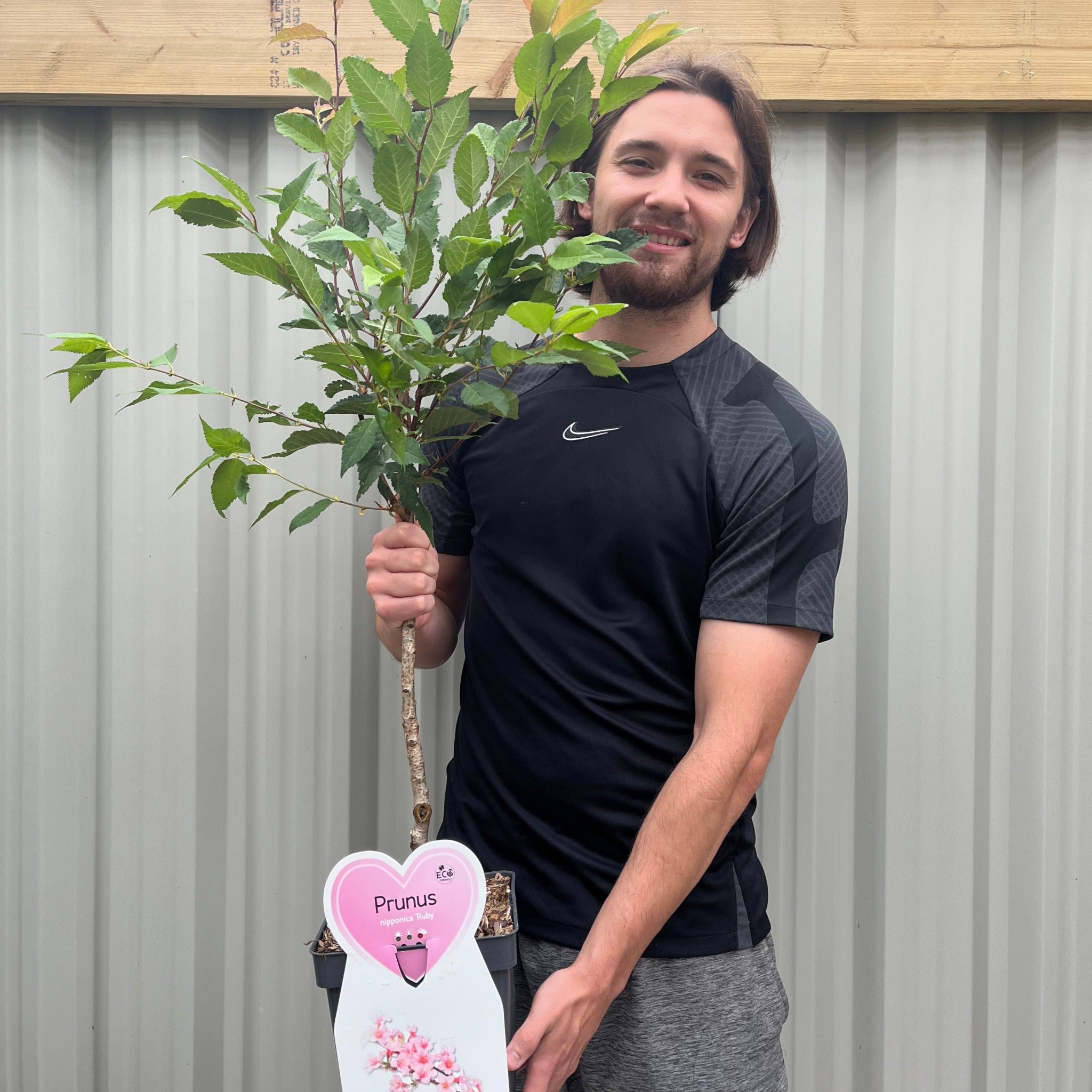 Ornamental Flowering Cherry Blossom Tree Dwarf - Nipponica 'Ruby'