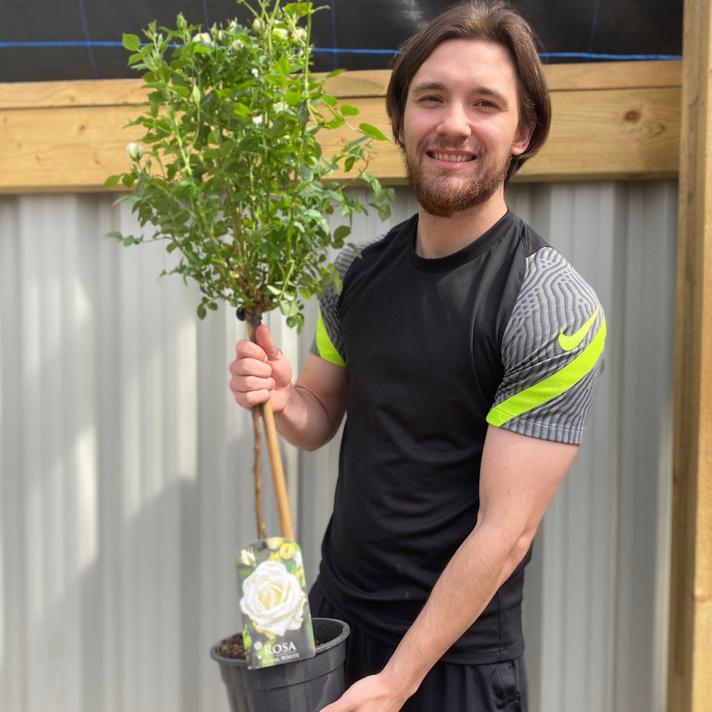 Patio Standard Rose 'White' 60-70cm