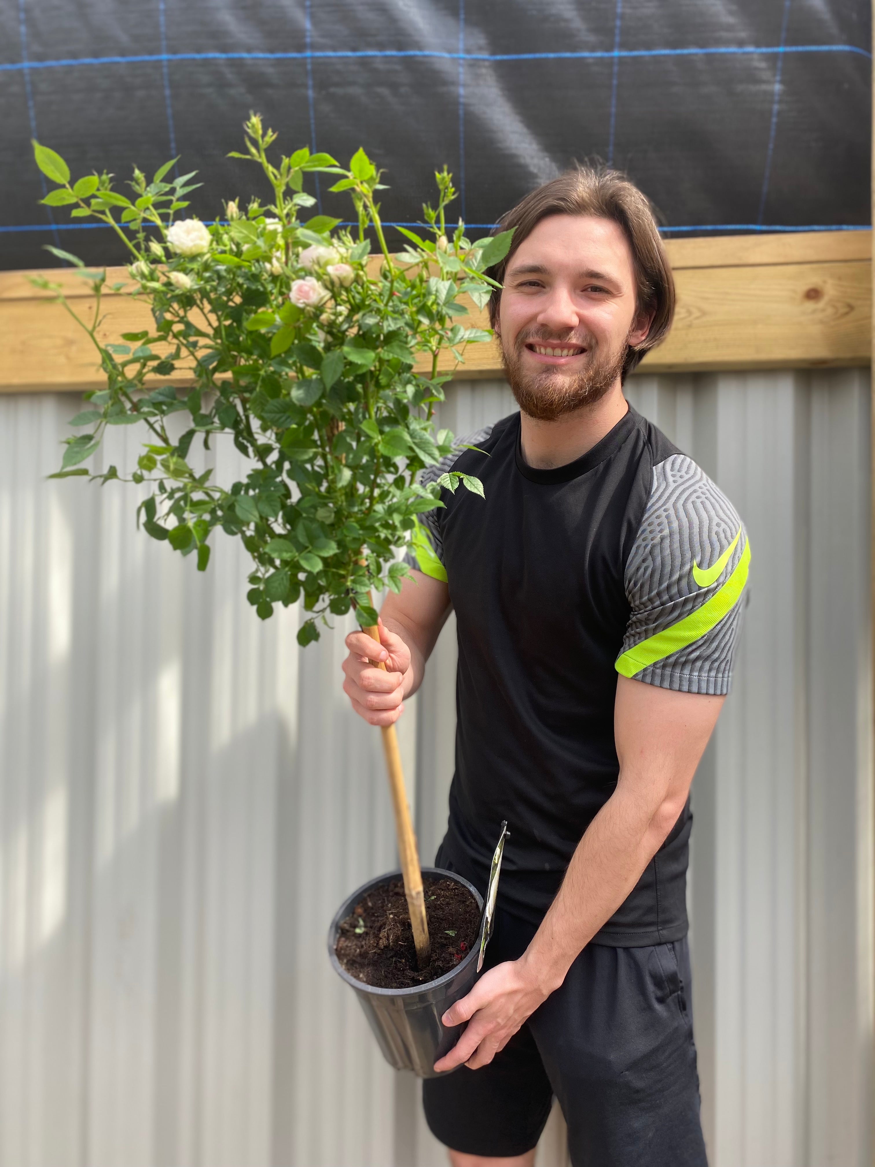 Patio Standard Rose 'White' 60-70cm