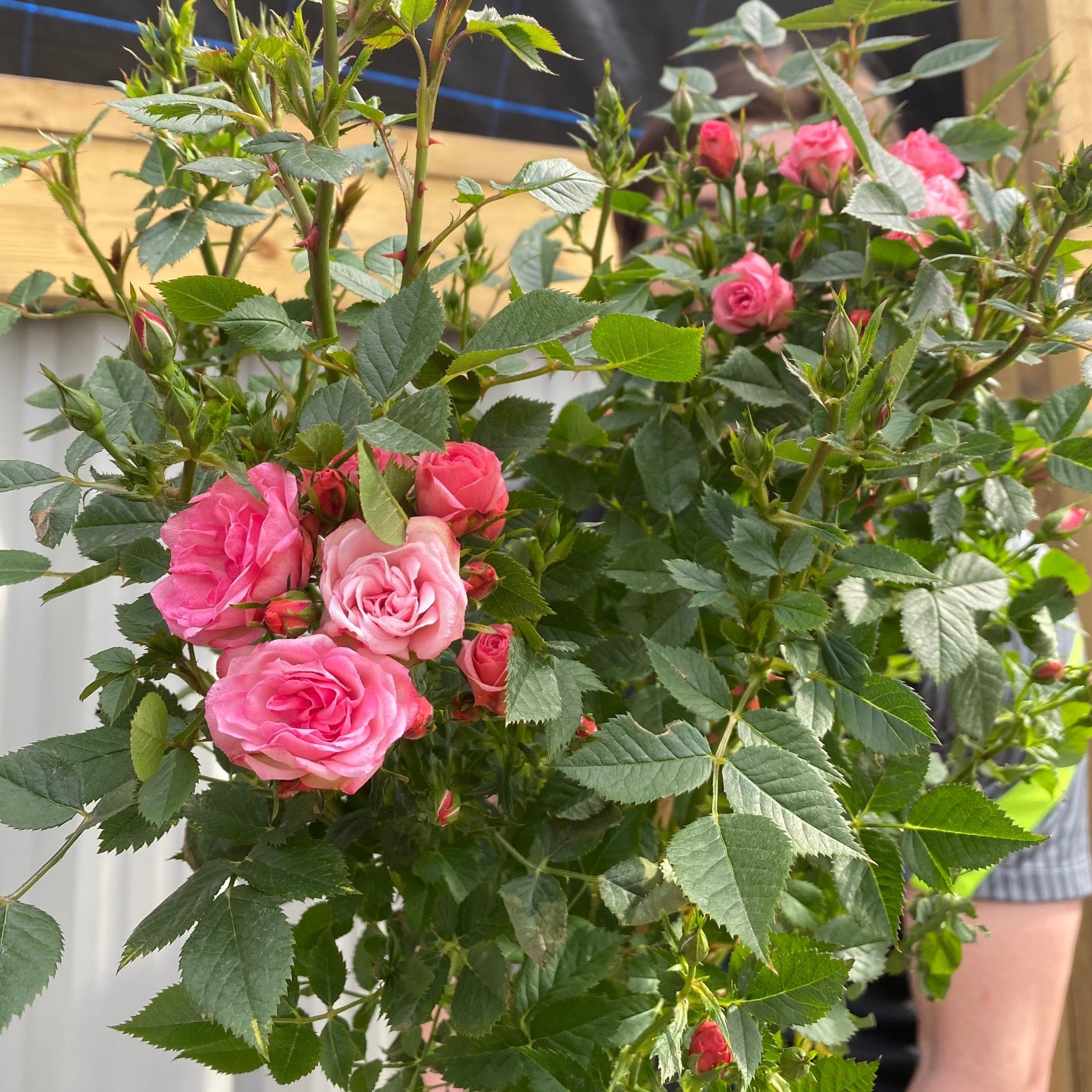 Patio Standard Rose 'Pink'