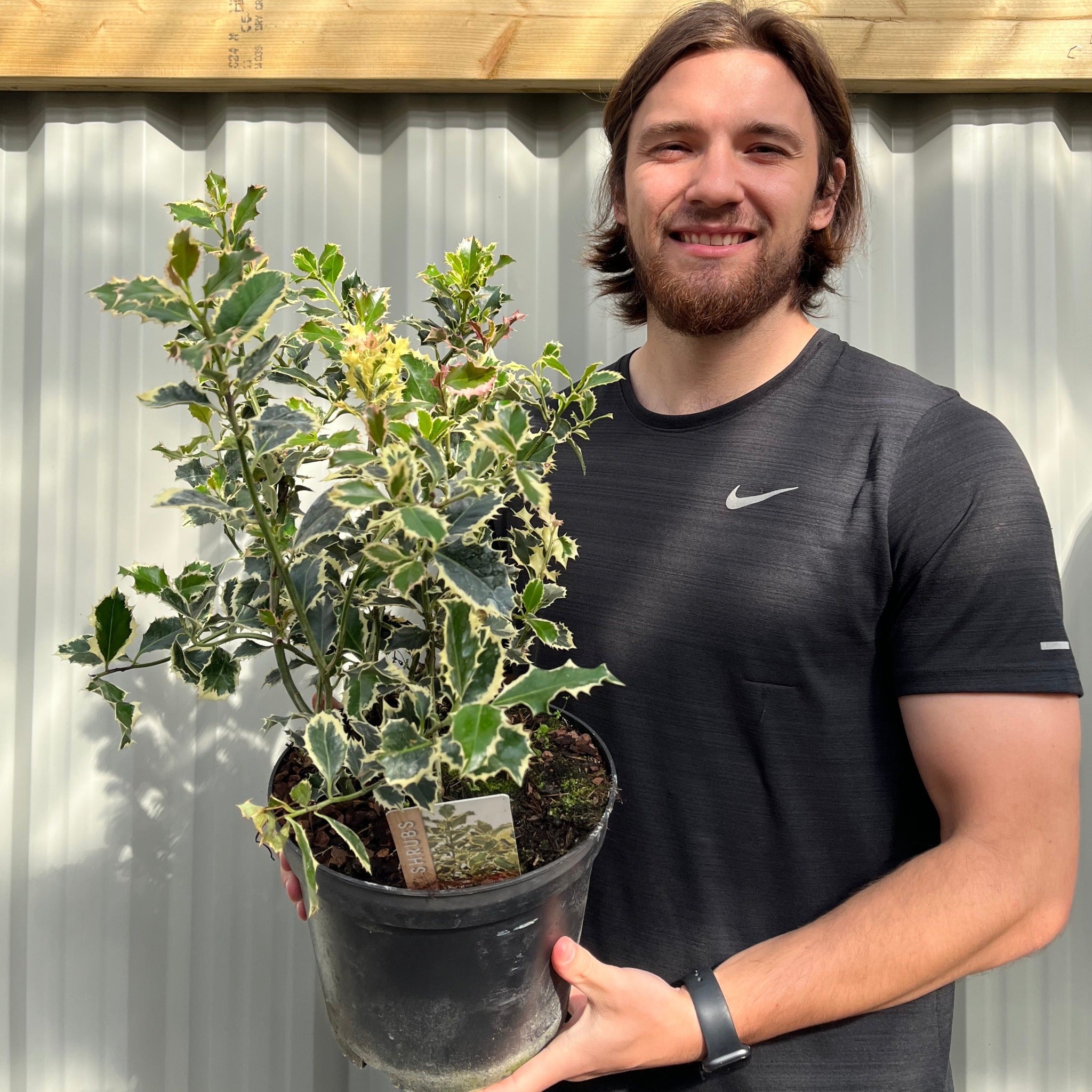 Ilex 'Argentea Marginata' Holly 9cm / 2L