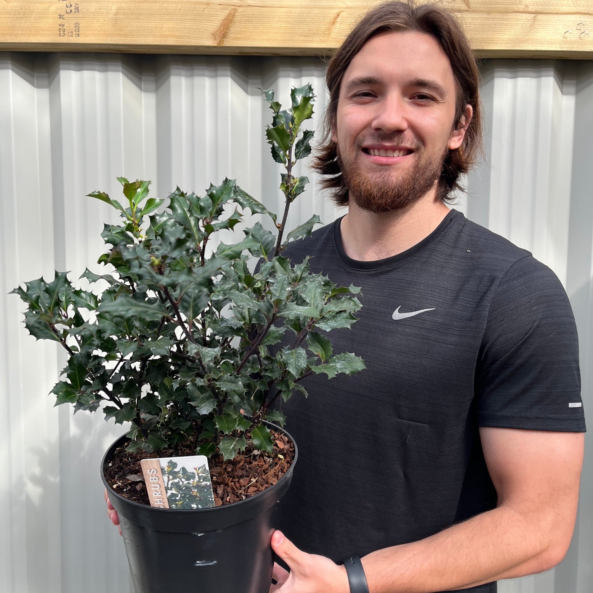 Ilex 'Blue Angel' Holly 5L