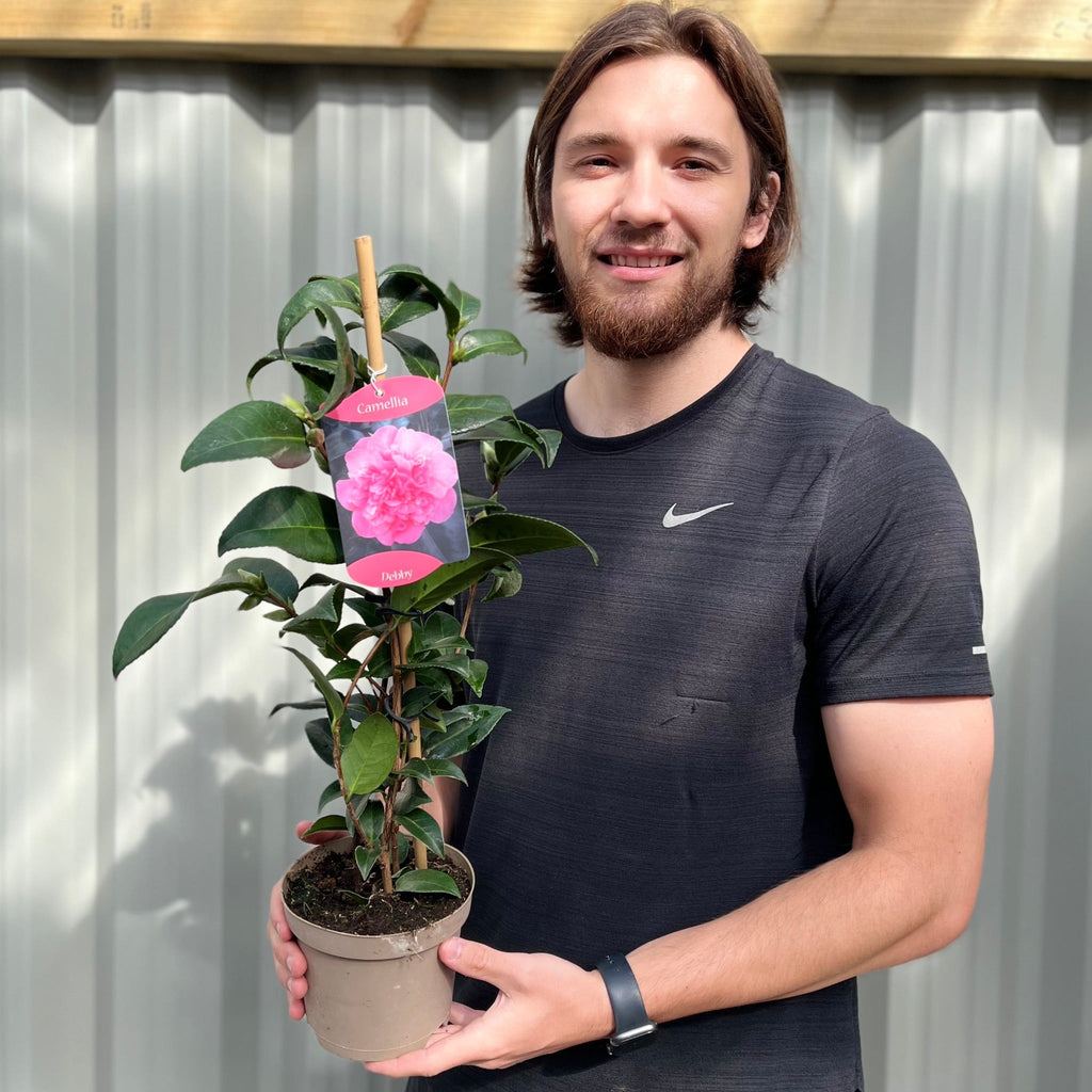 Camellia japonica Debbie 9cm / 2L