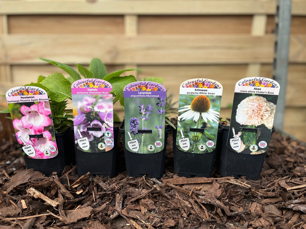 Our Hand Picked Selection of Butterfly and Bee Attracting Plants