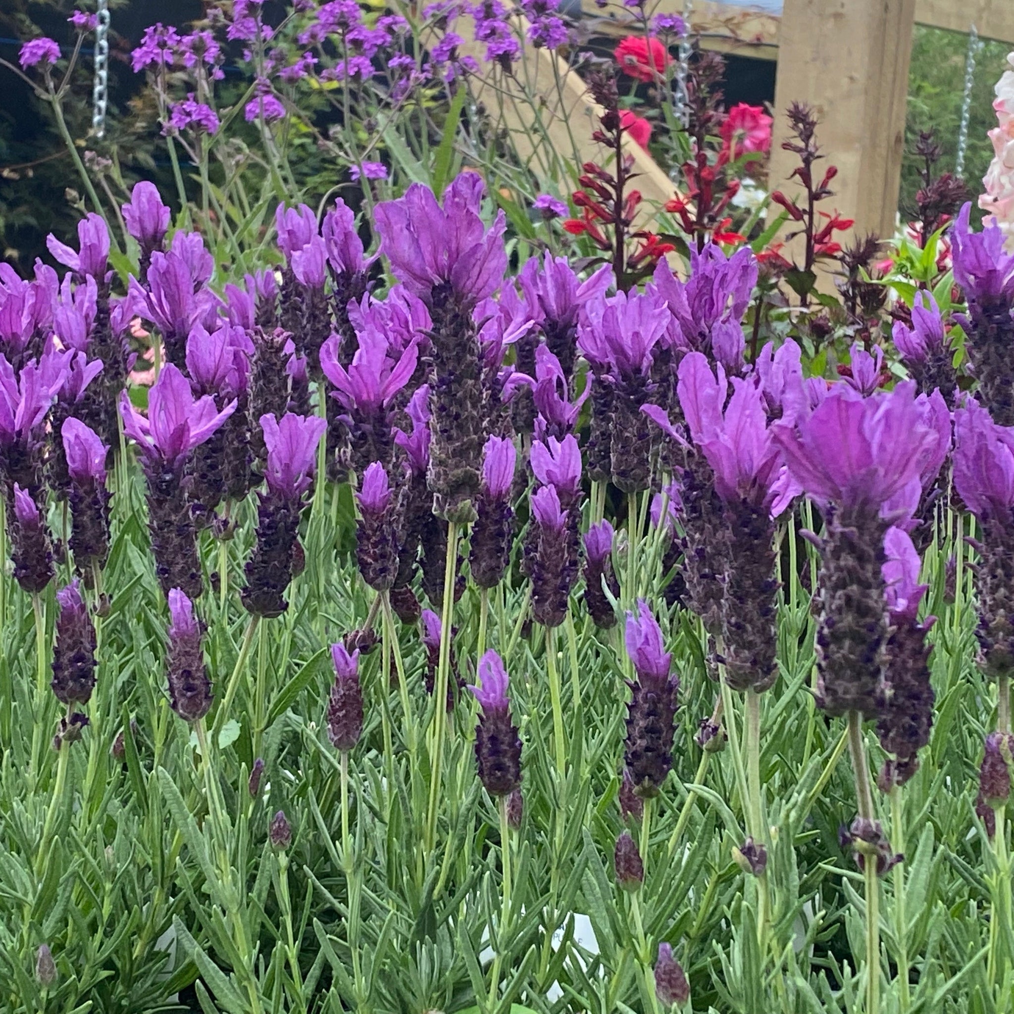 Lavender Stoechas Javelin Blue 9cm/1.5L