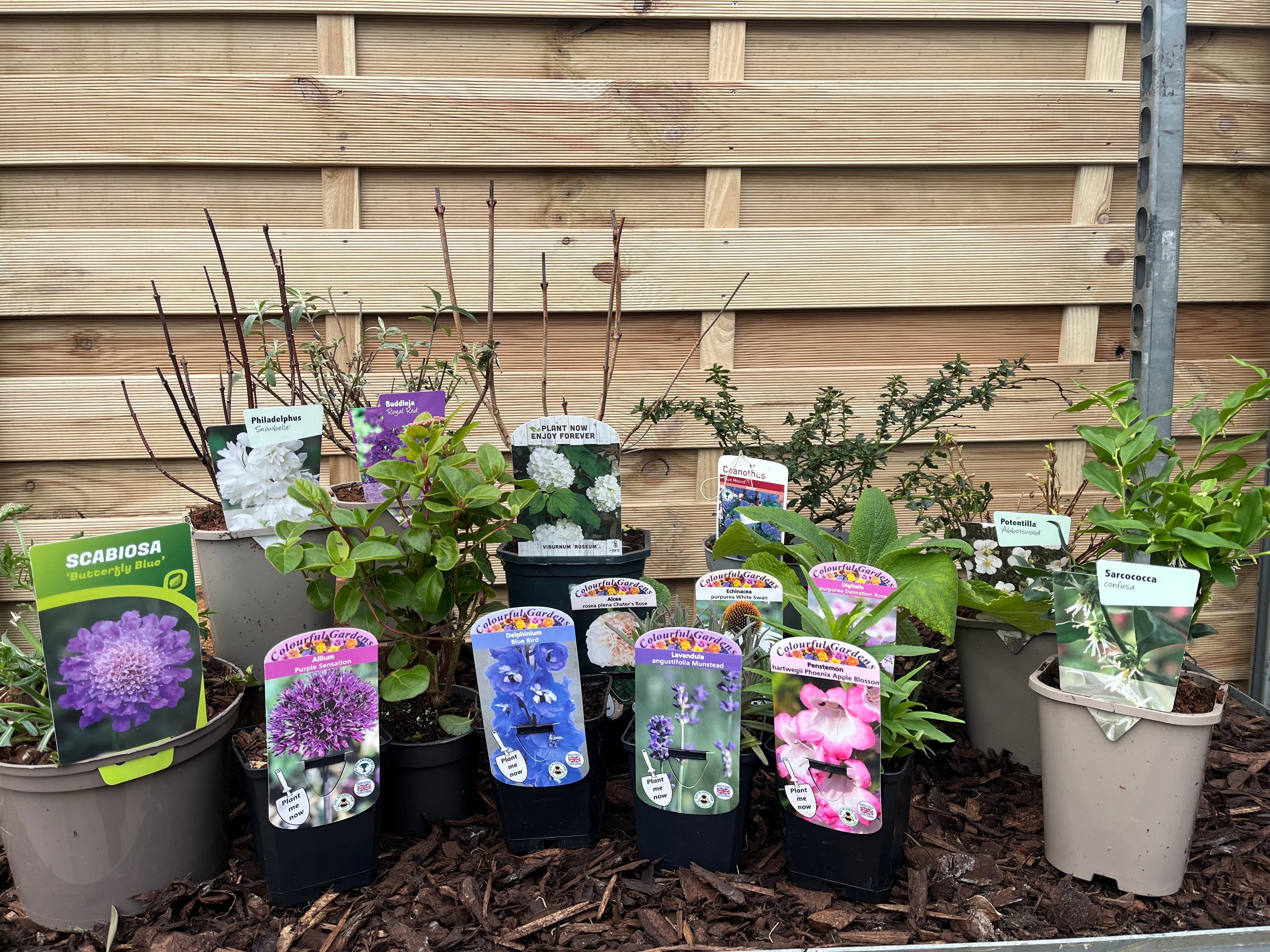 Our Hand Picked Selection of Butterfly and Bee Attracting Plants