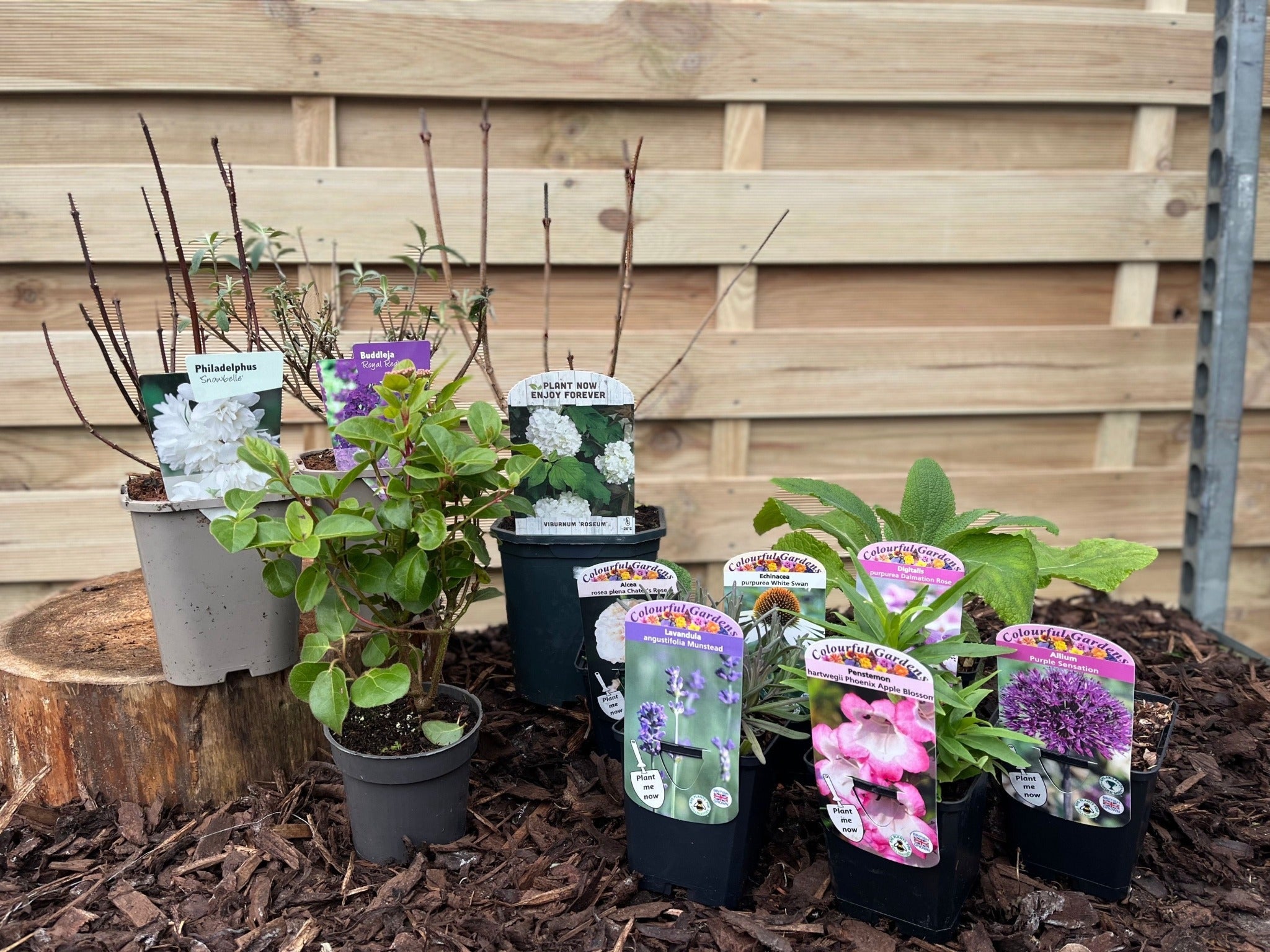 Our Hand Picked Selection of Butterfly and Bee Attracting Plants