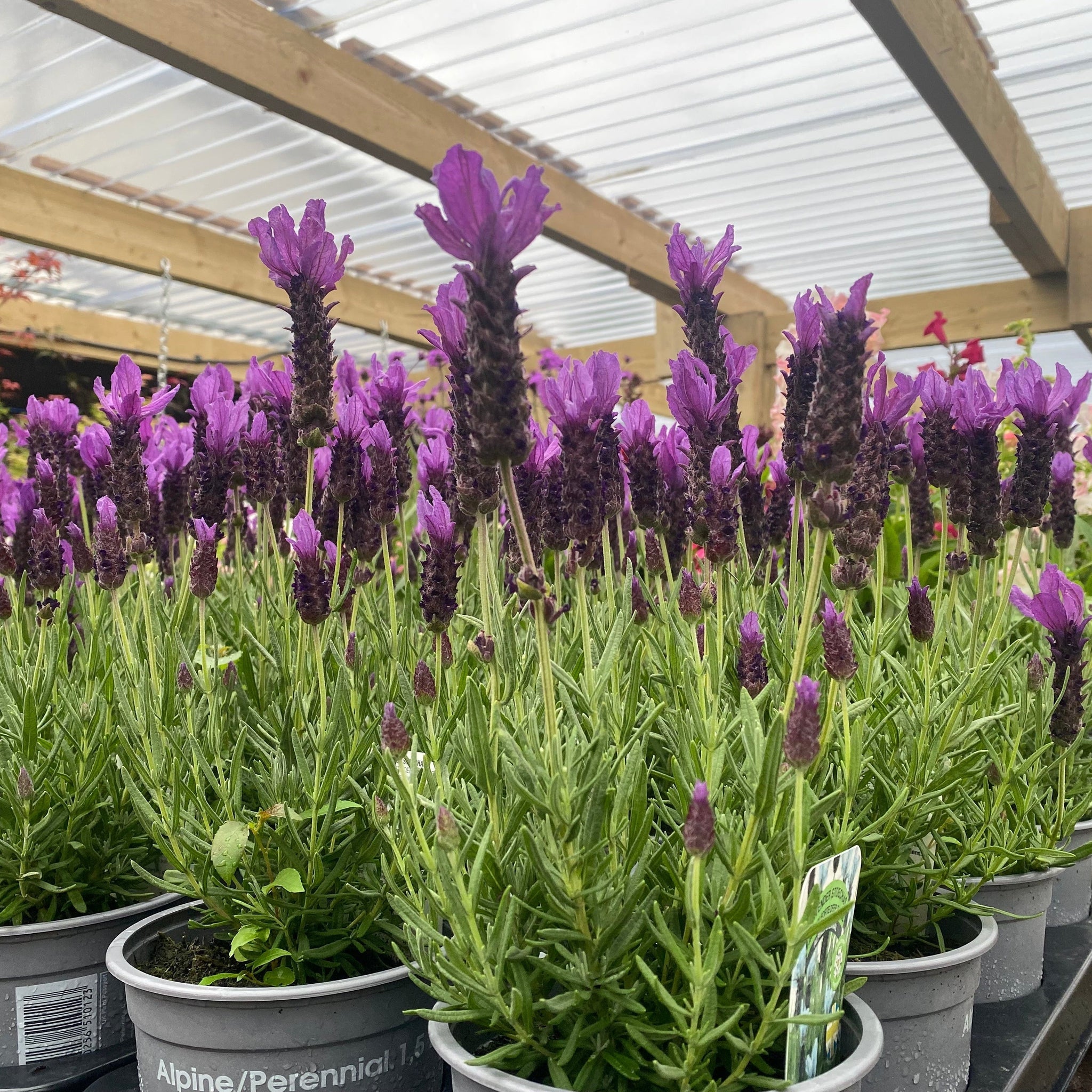 Lavender Stoechas - Javelin Deep Purple 9cm/1.5L/2L