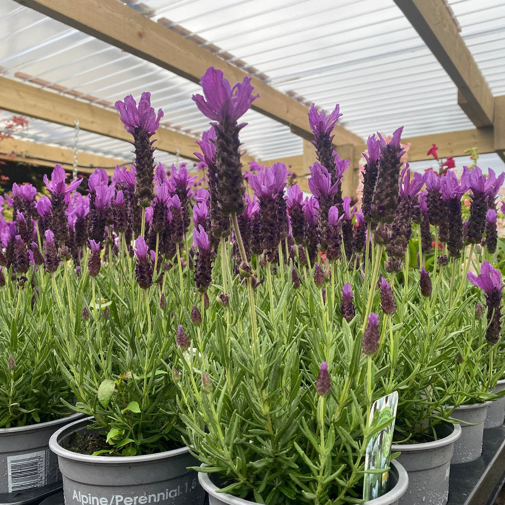 Lavender Stoechas Javelin Blue 9cm/1.5L