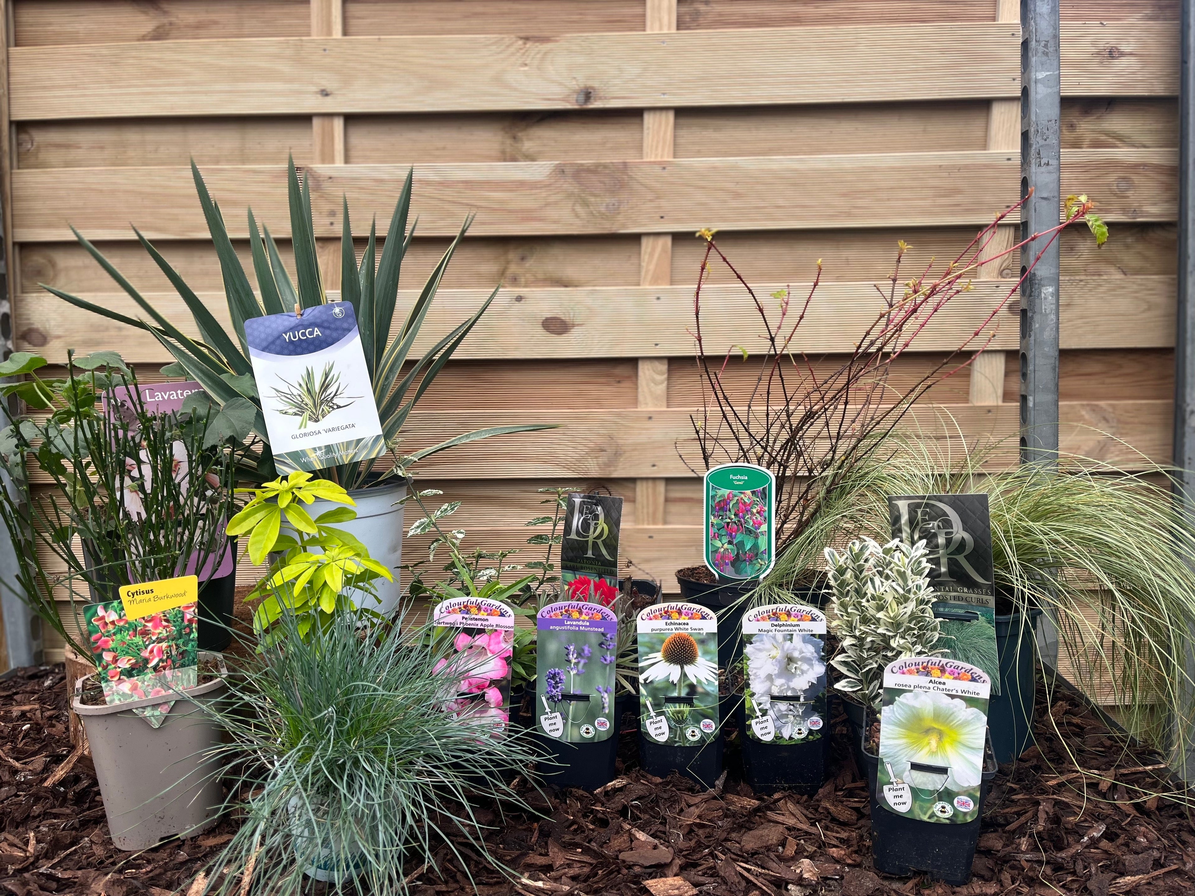 Our Hand Picked Selection of Plants For a Sunny Location