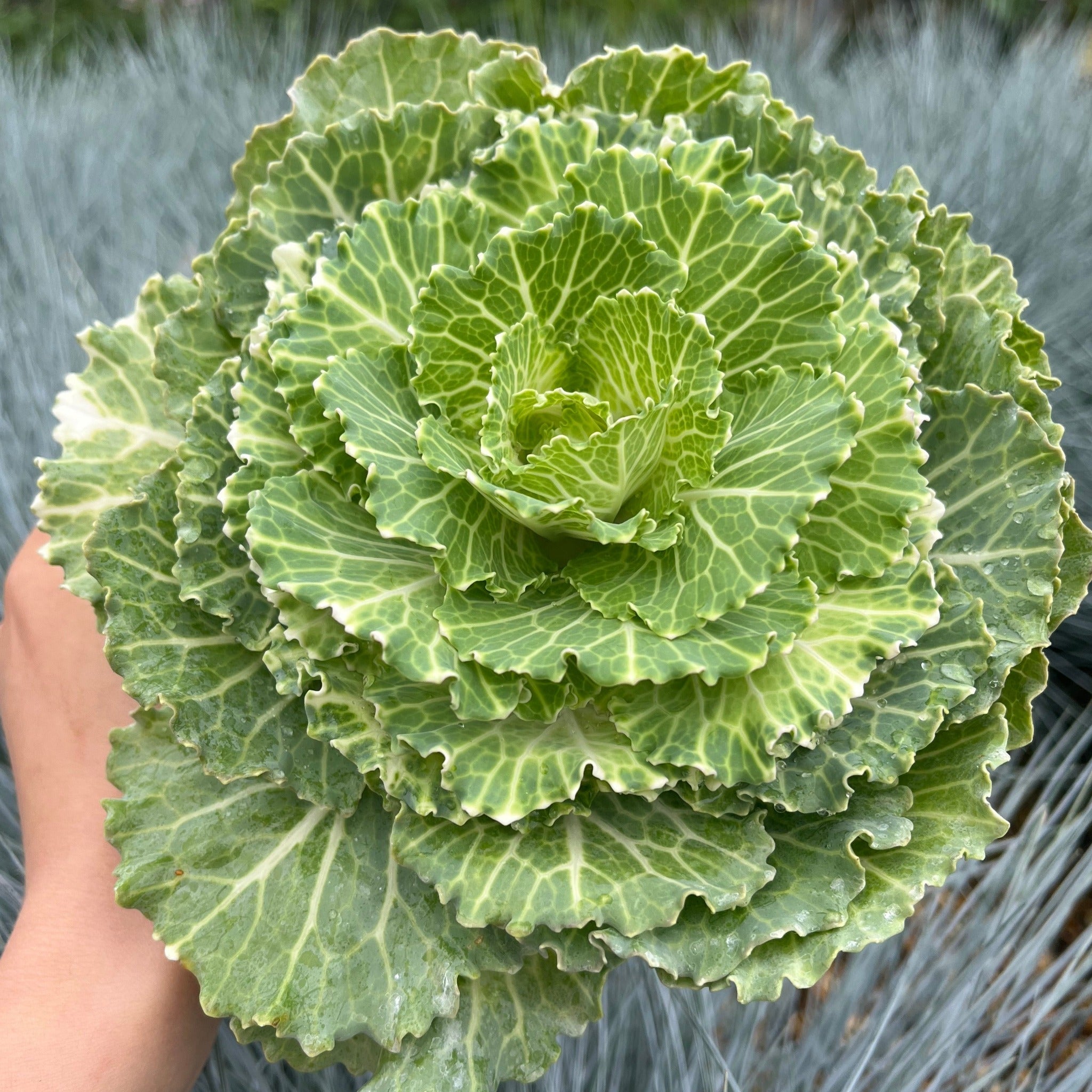 Ornamental Brassica Cabbage (3 Plants in 12cm Pots)